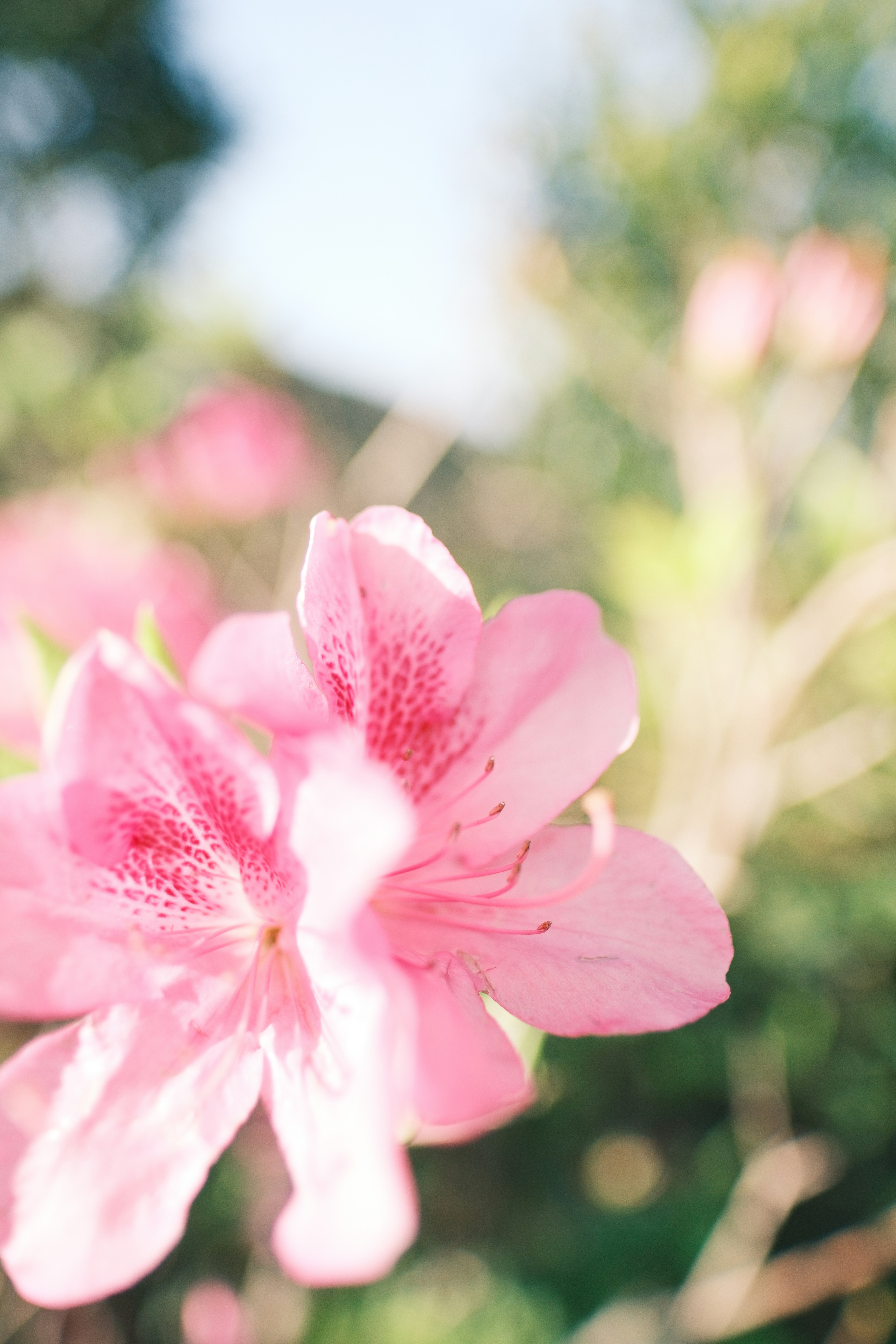 Vibrant pink flowers blooming in a garden.