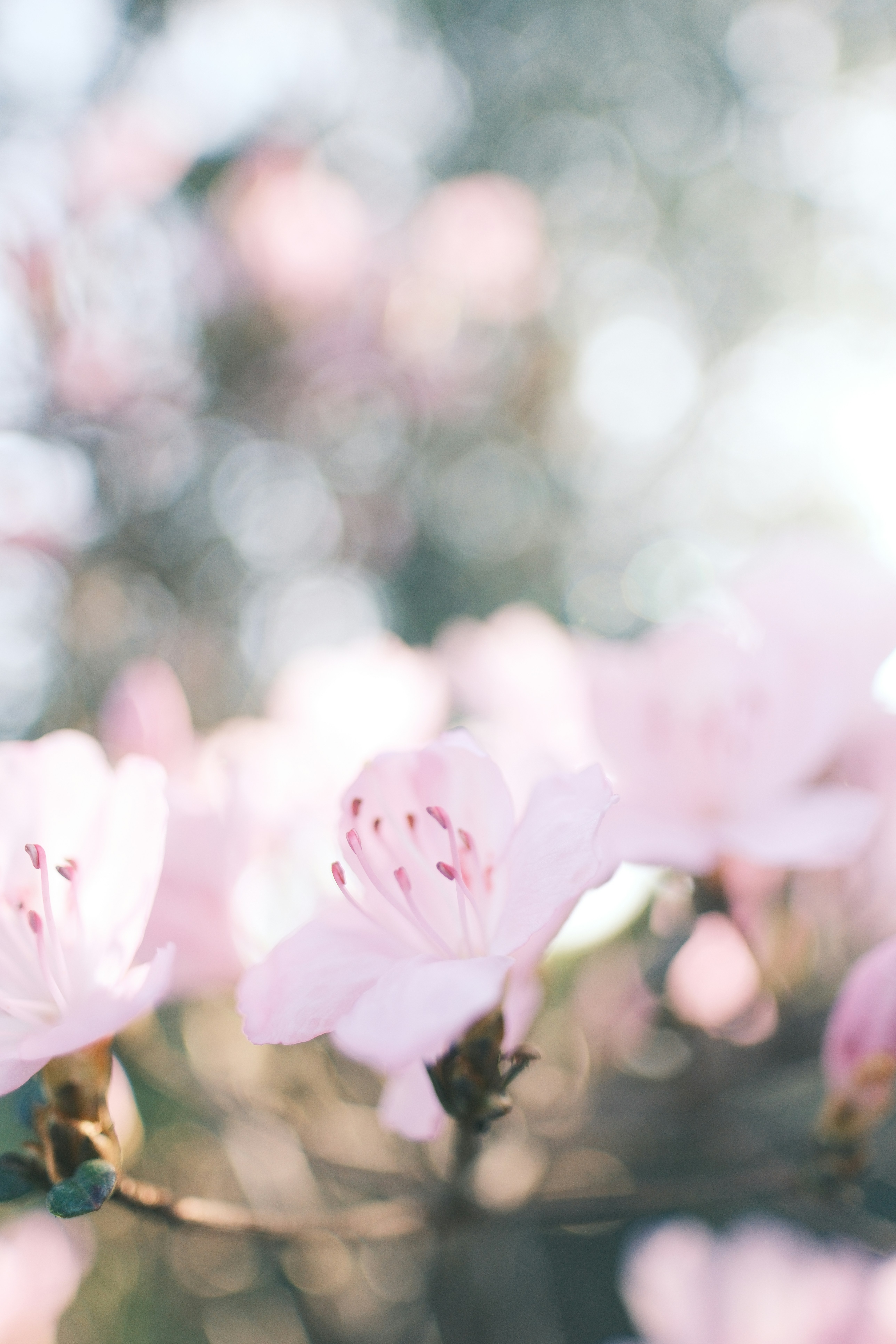 Soft pink flowers blooming with bokeh background.