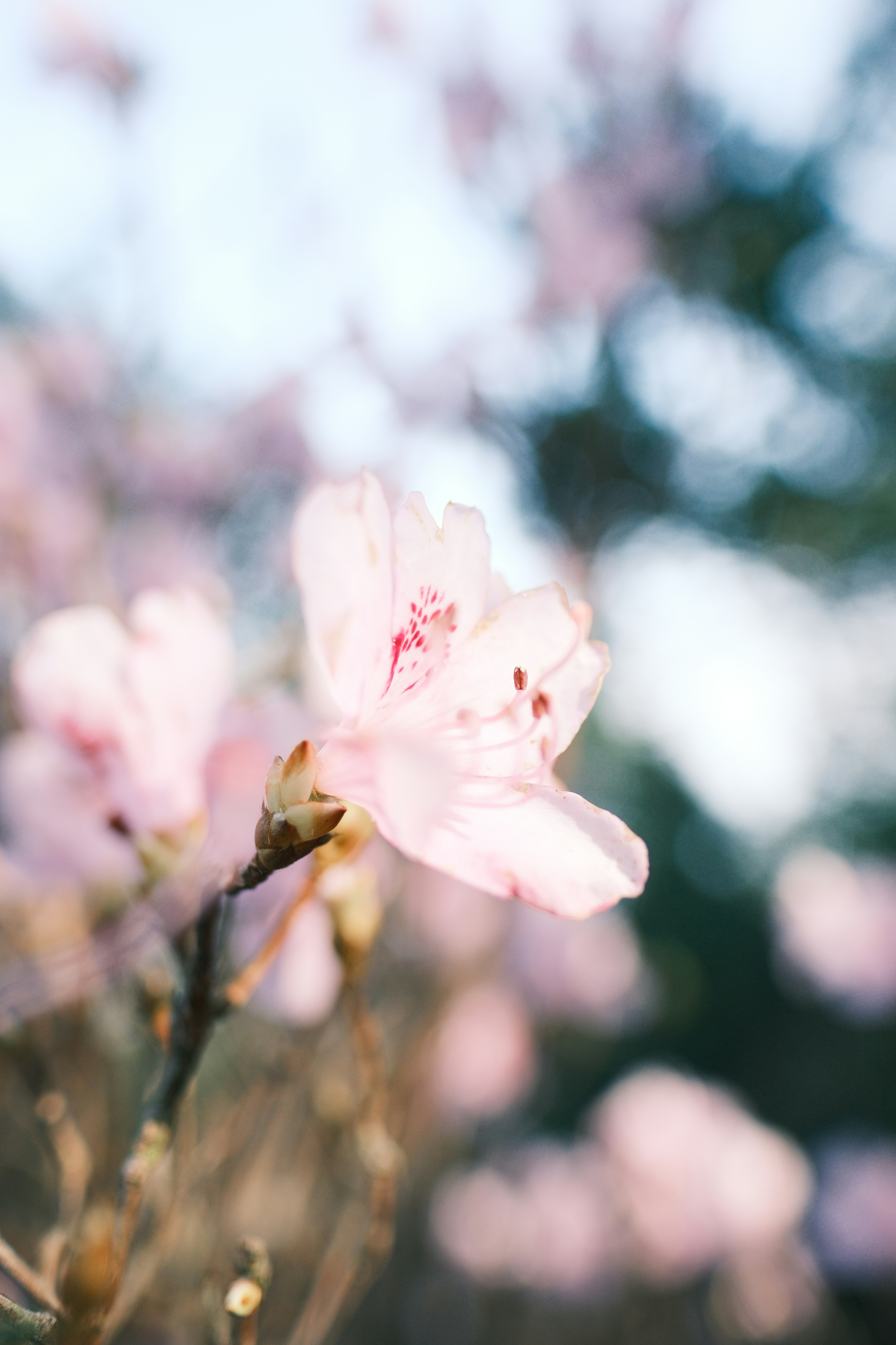 A delicate light pink flower blooming in soft focus.