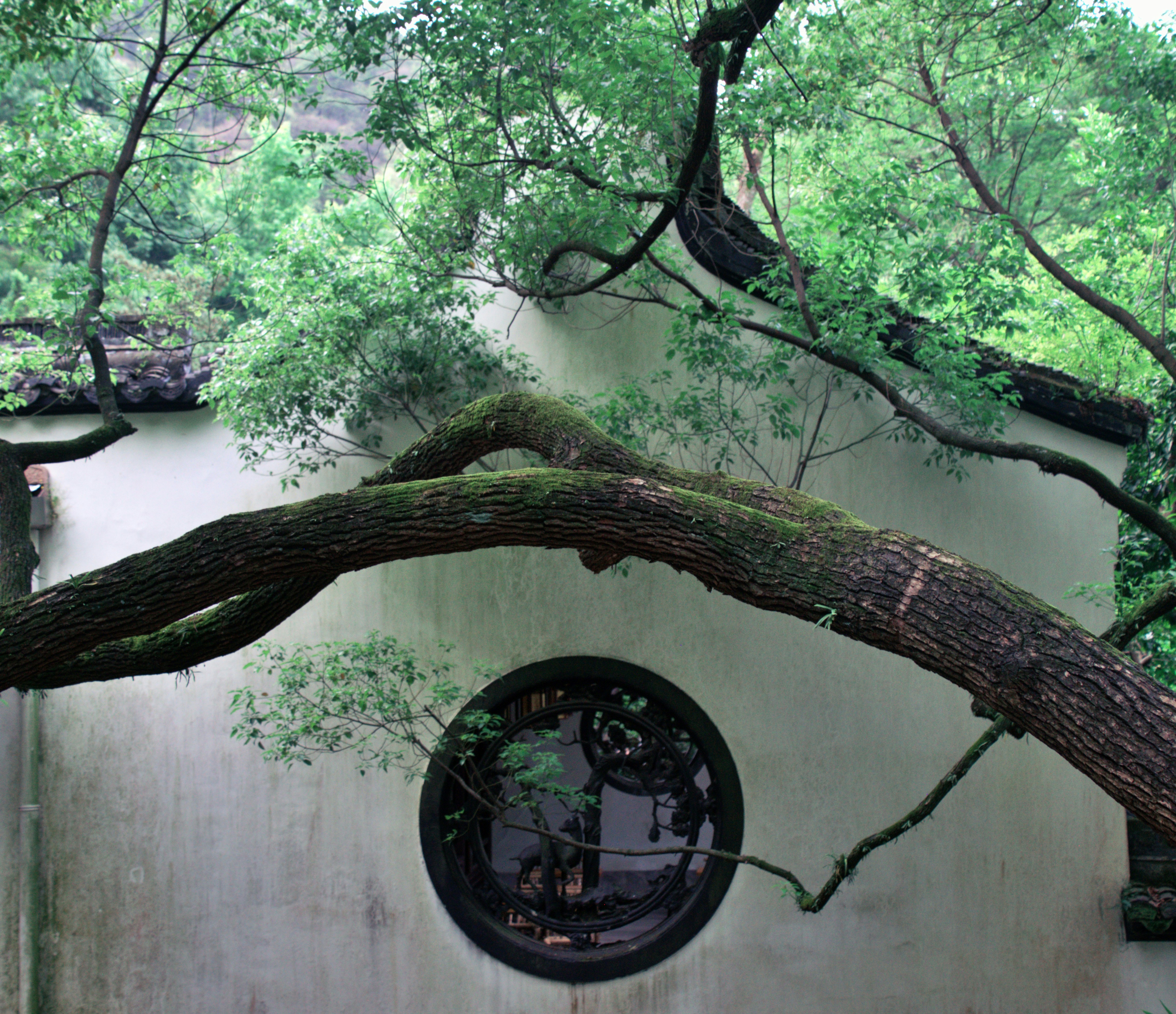Arcos de ramas de árbol cubiertos de musgo sobre una ventana circular