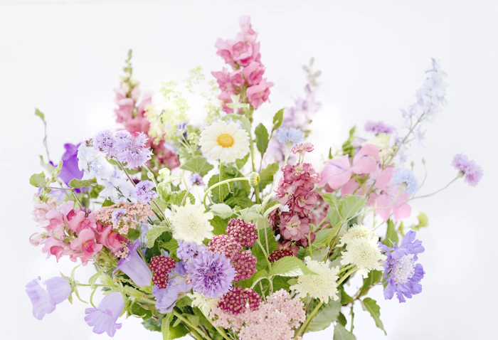 Wild Meadow