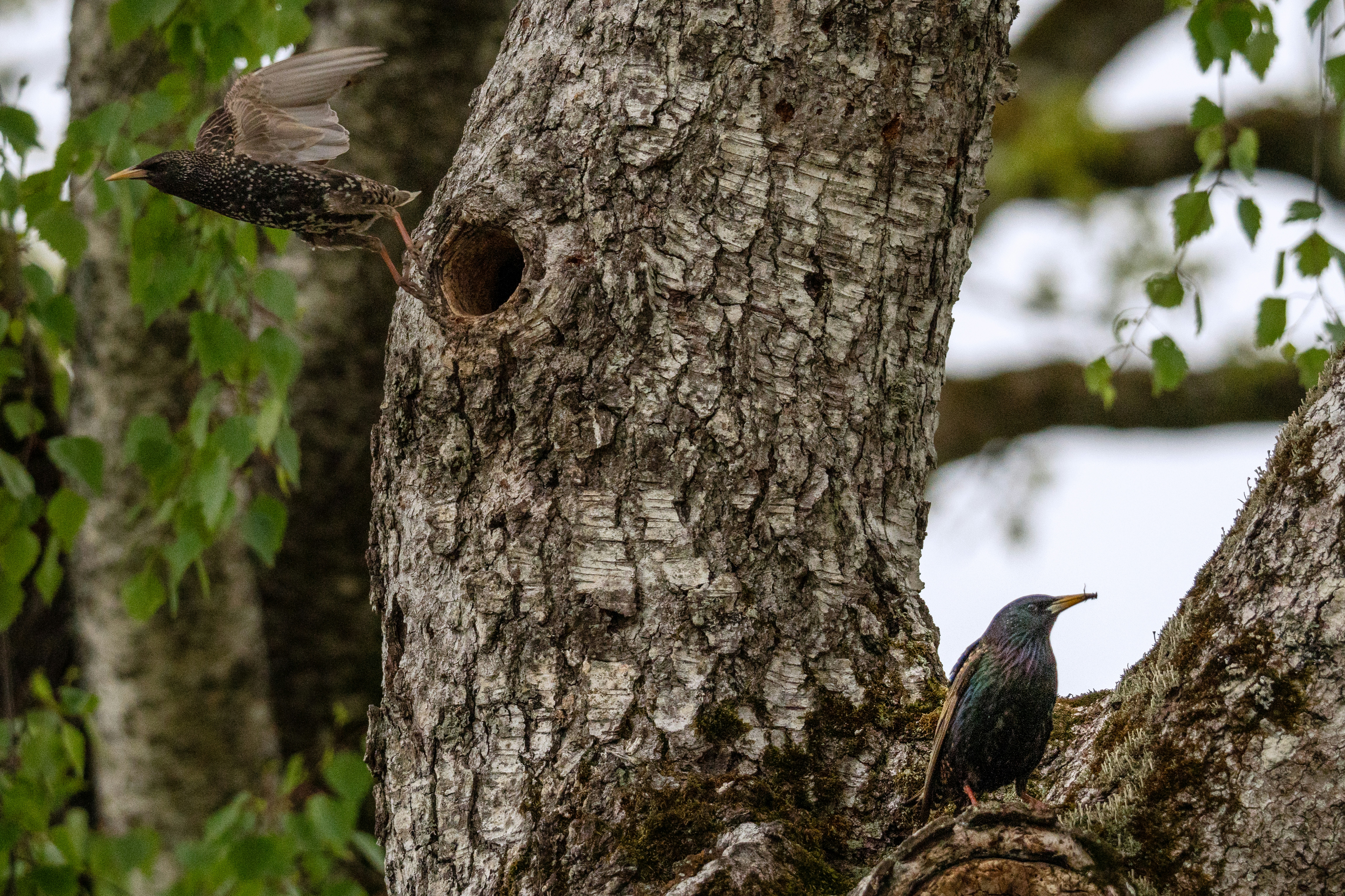 Un pájaro se posa en un tronco de árbol con un hueco.