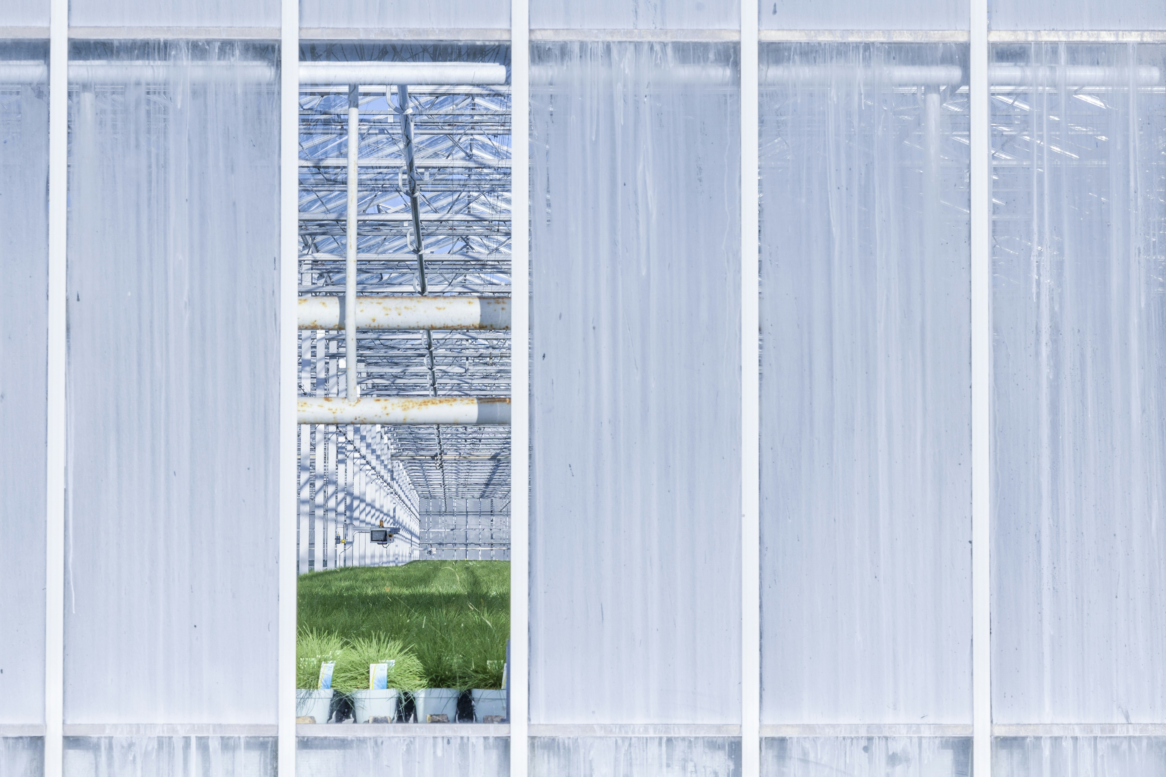 View into a large greenhouse with rows of green plants.