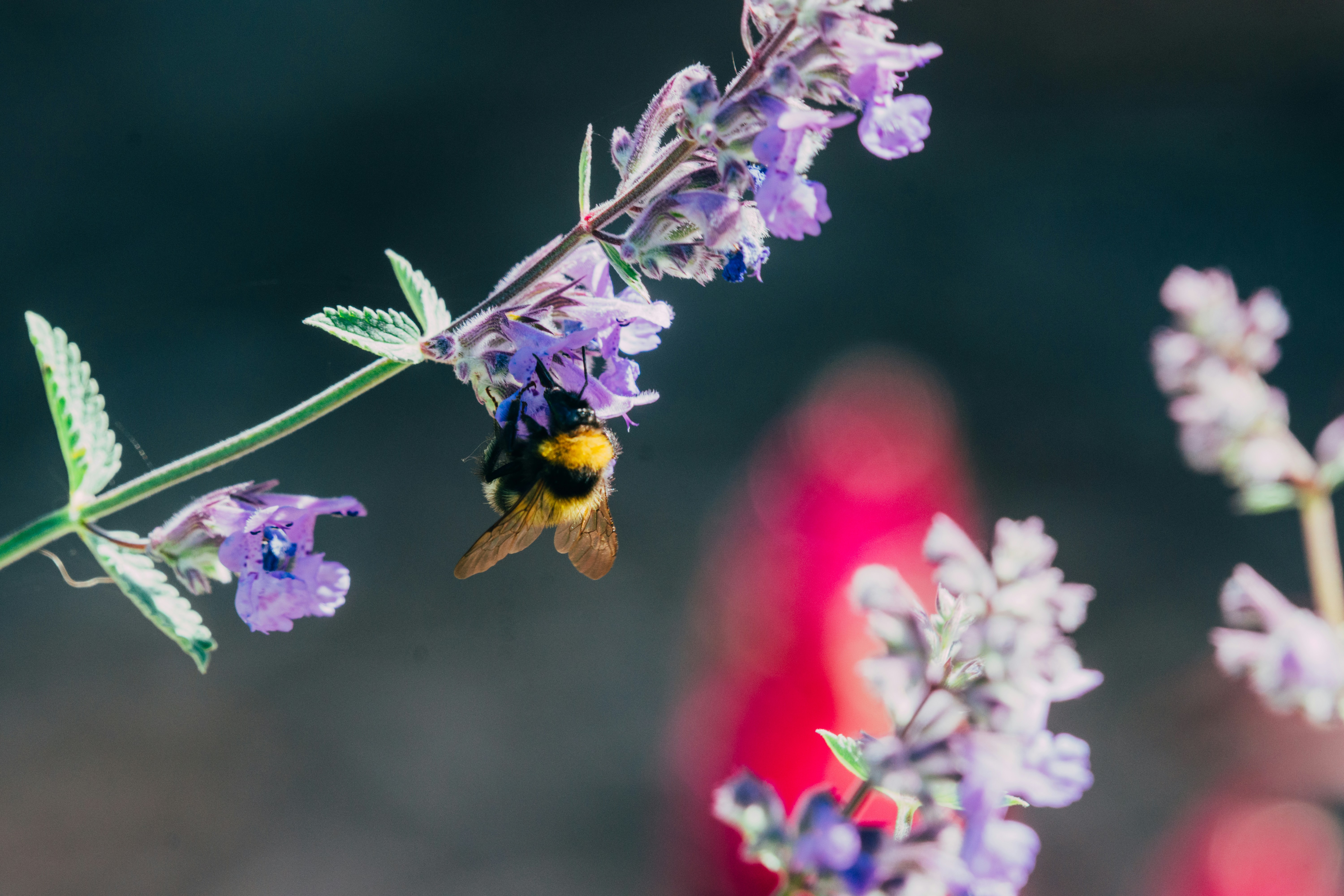 Un bourdon qui collecte le nectar d’une fleur de lavande