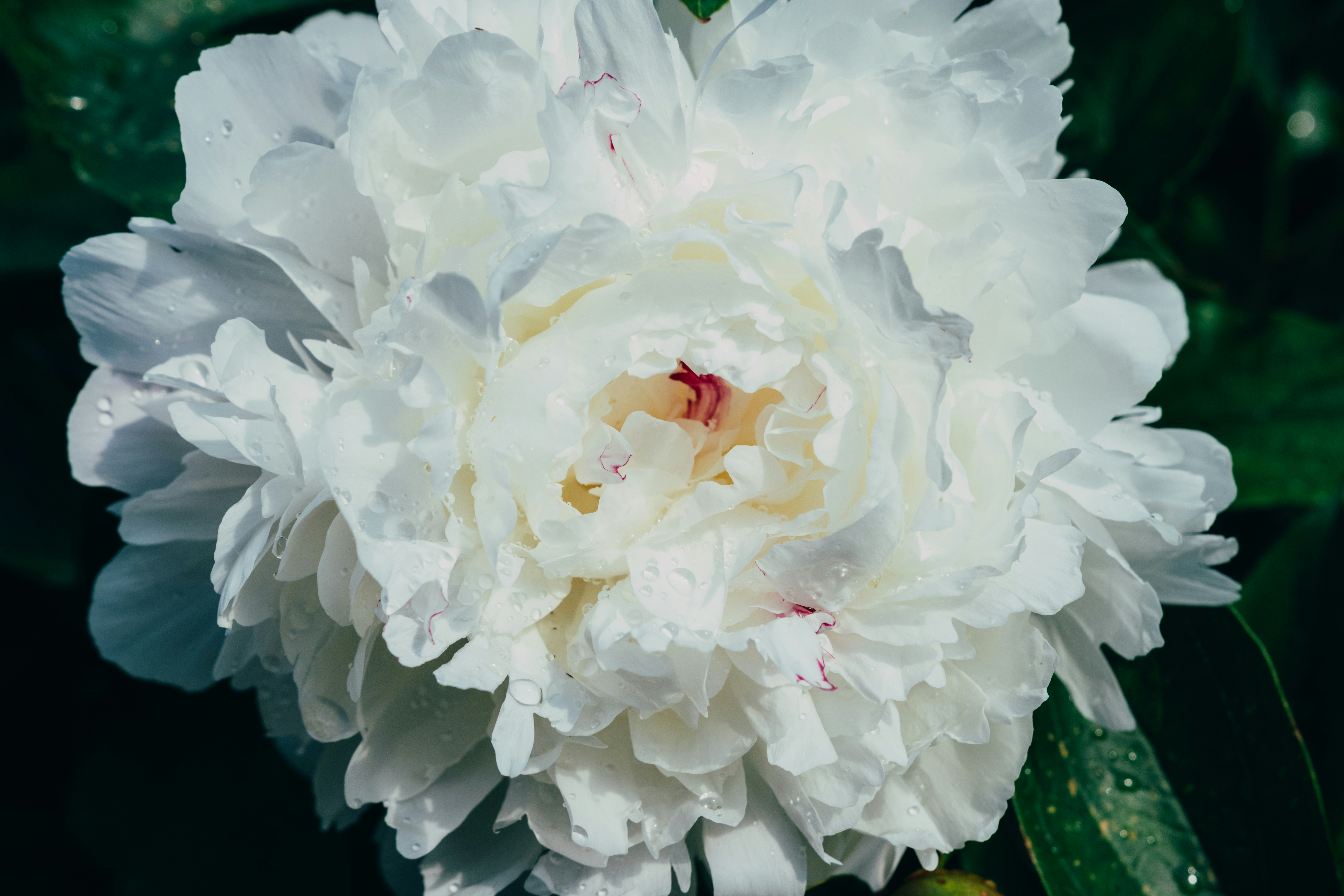 Magnifique pivoine blanche au centre rouge