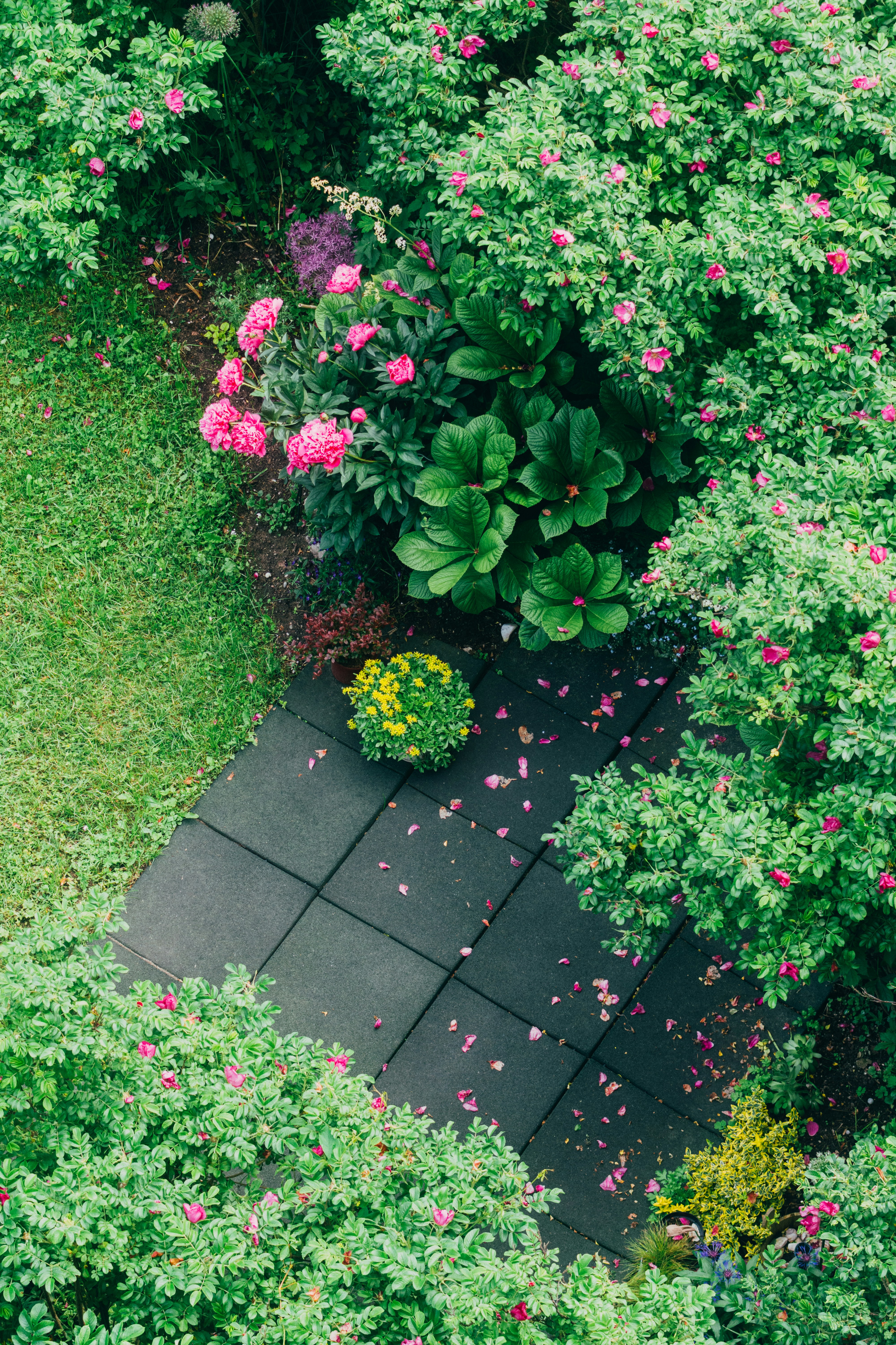 Jardin luxuriant avec des fleurs roses, une pelouse verte et un pavage sombre