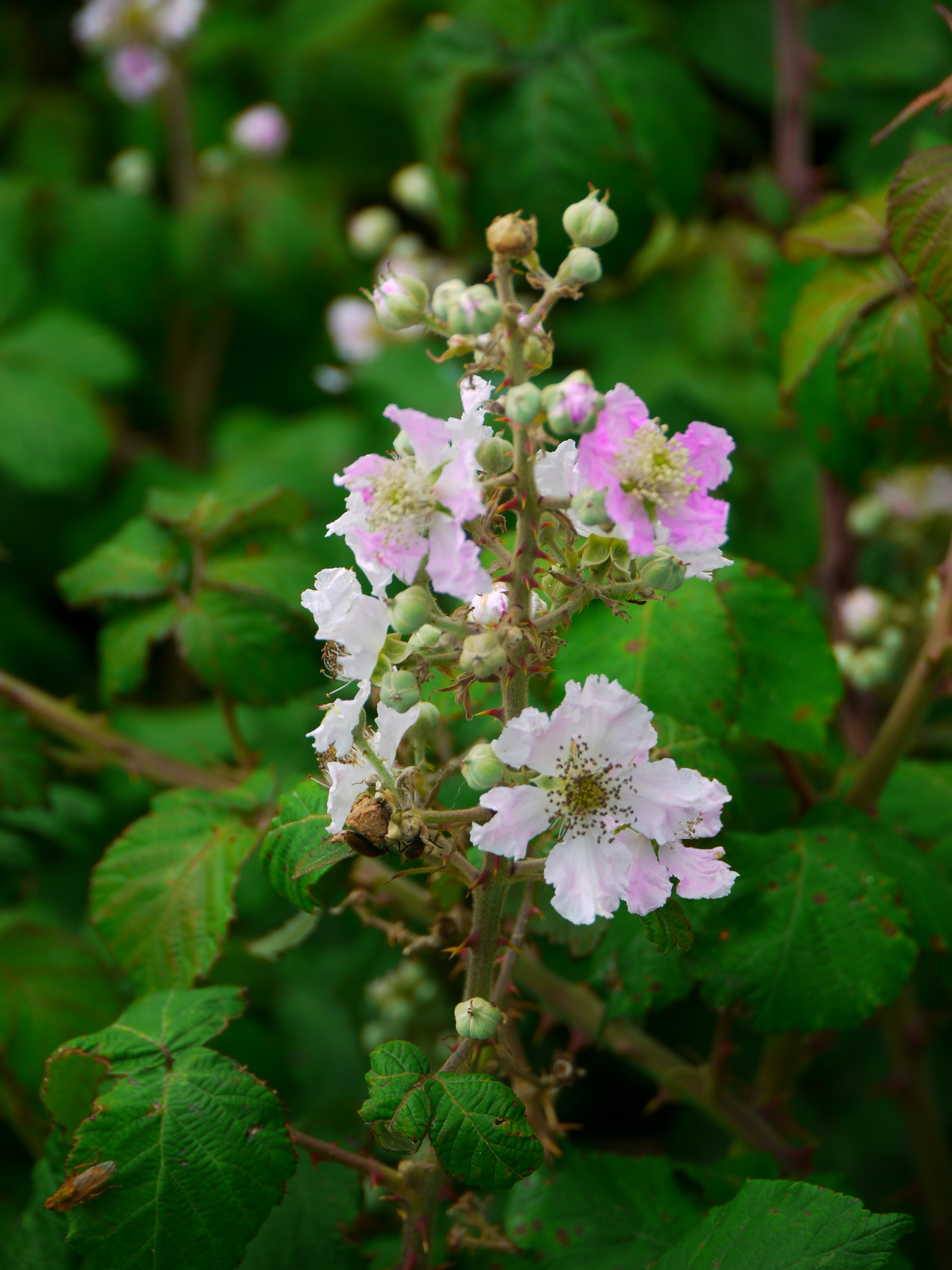 Pink and white flowers blooming on a green leafy bush.