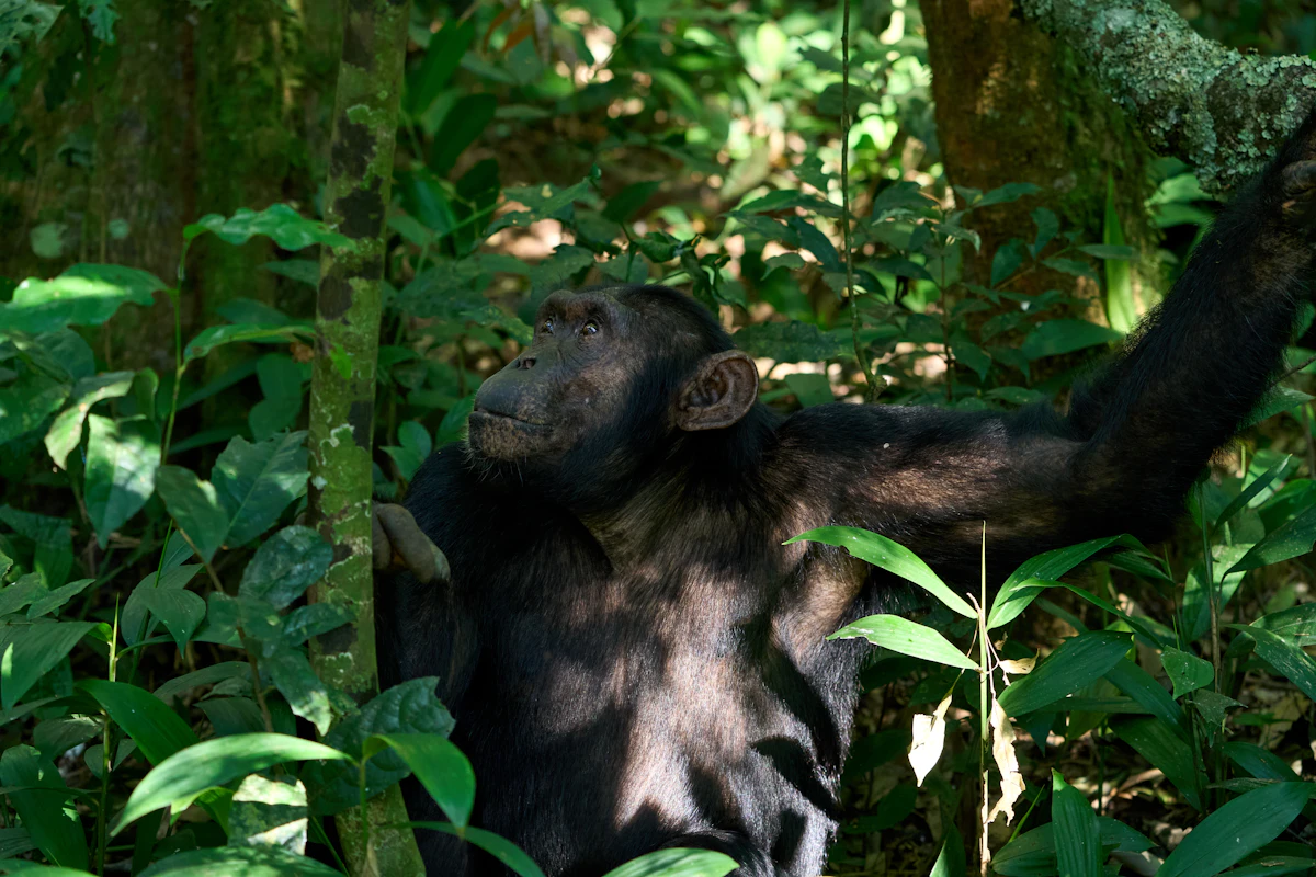 Chimpanzee sitting among green foliage in Kibale National Park, Uganda