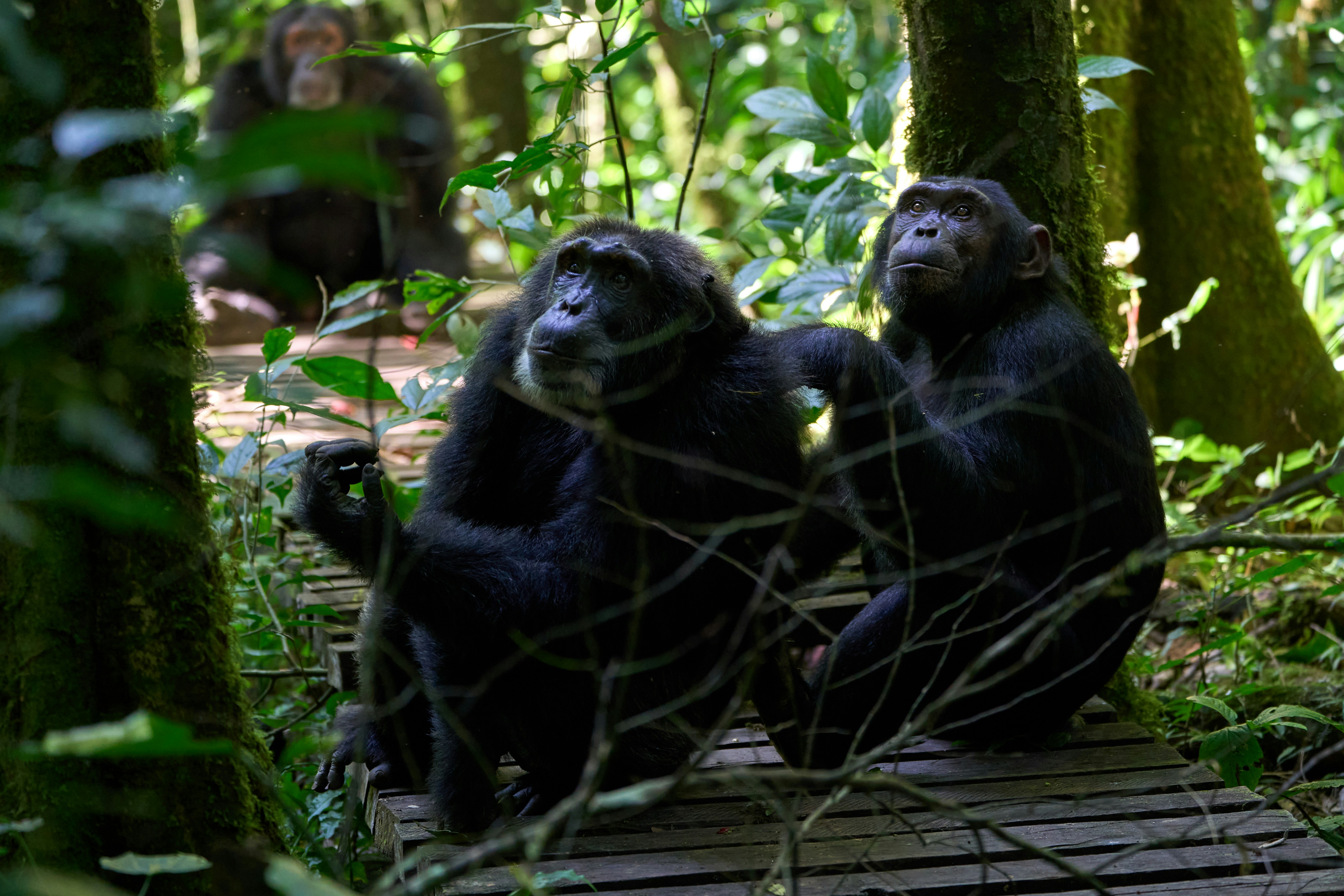 Three chimpanzees sitting on wooden planks in a dense forest.