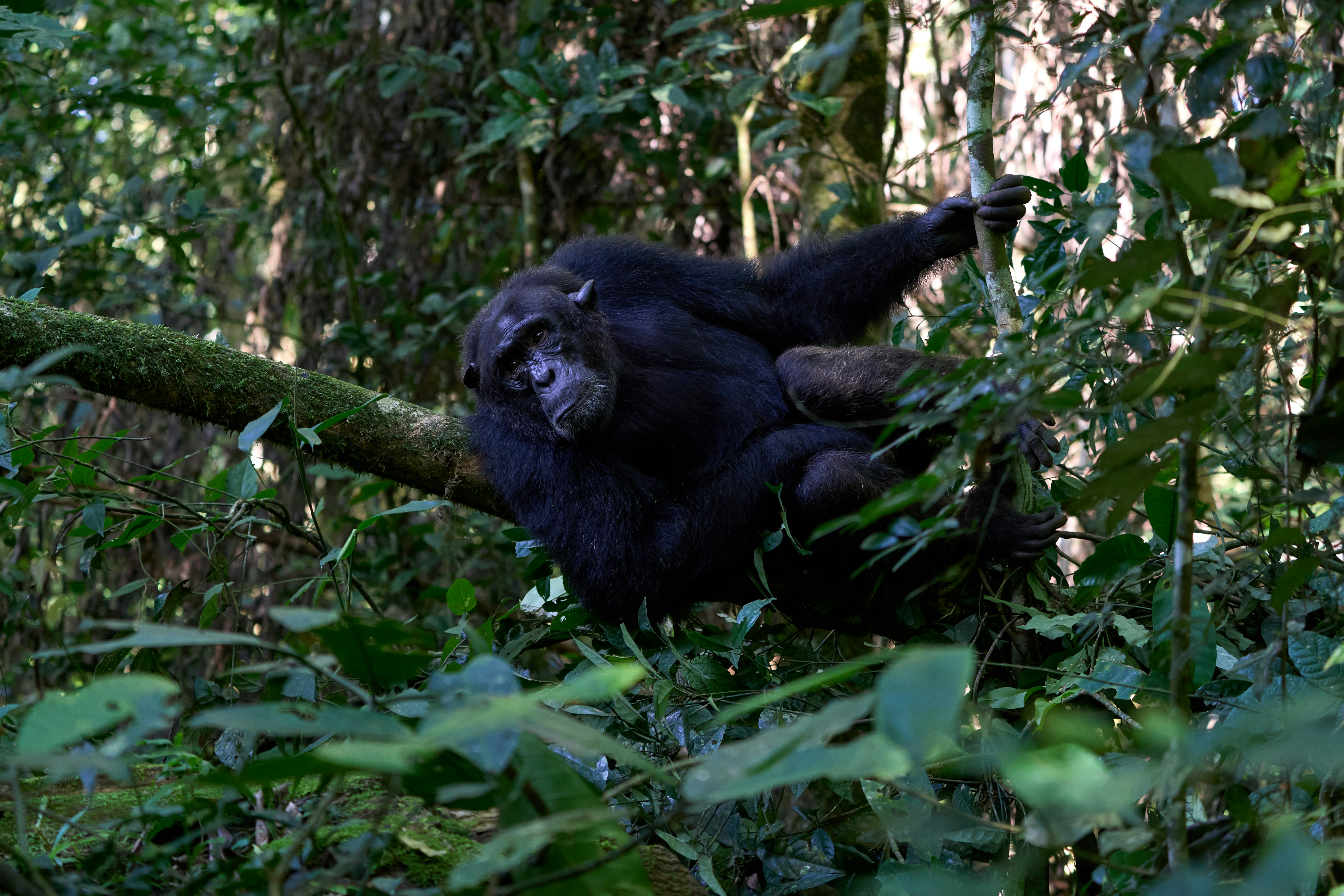 7-Day Uganda Primates & Wildlife