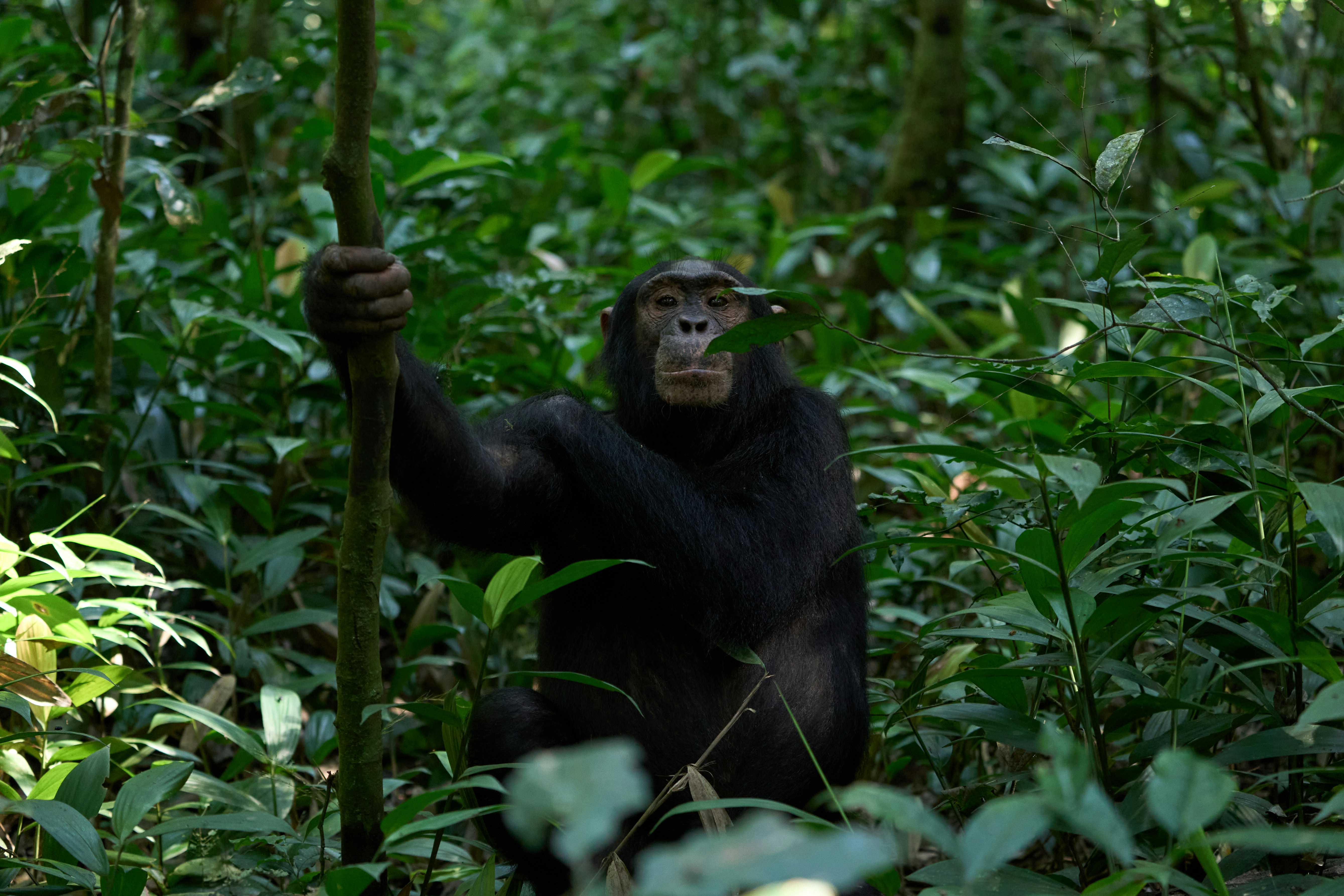 A chimpanzee in a dense green forest, holding a branch