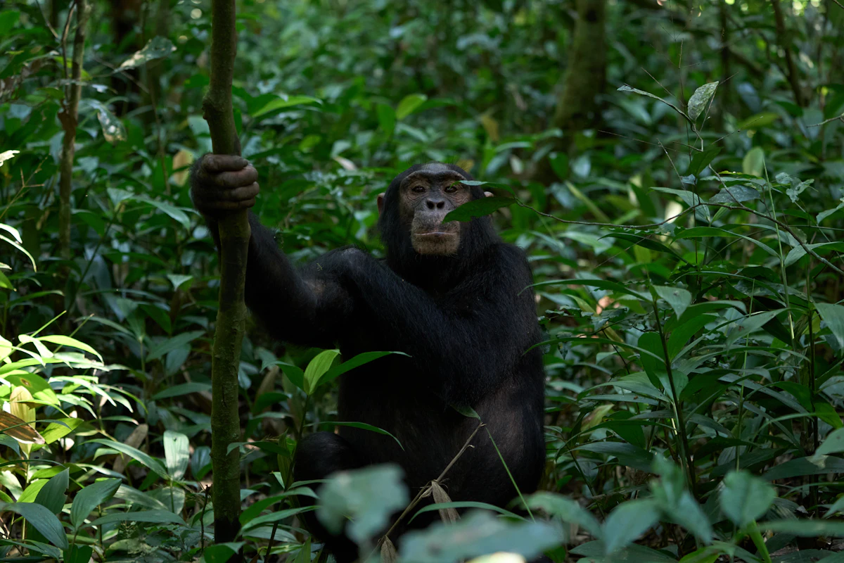 Chimpanzee holding a branch in dense forest, Kibale National Park, Uganda