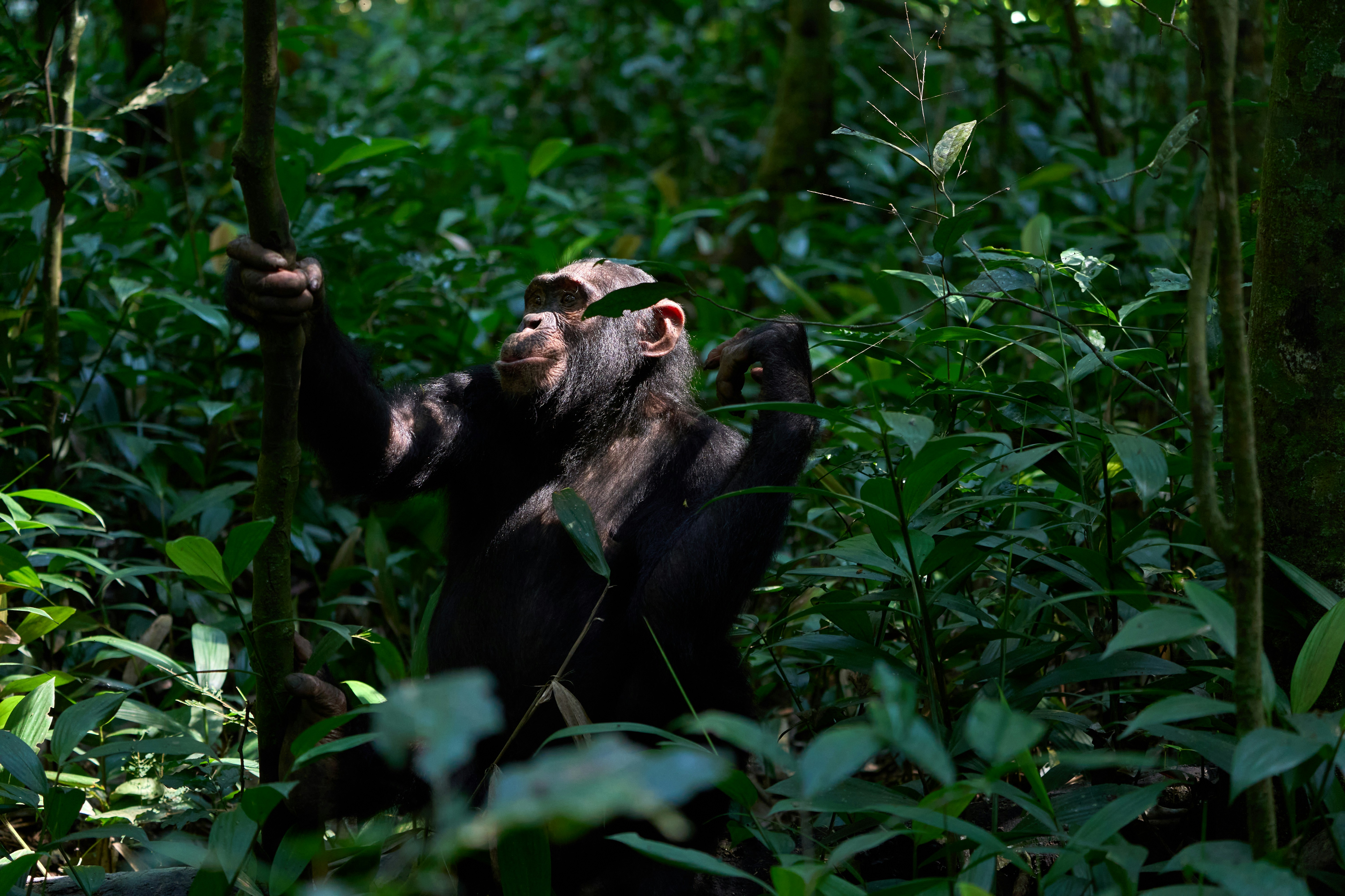 Wild chimpanzee climbing through lush green forest