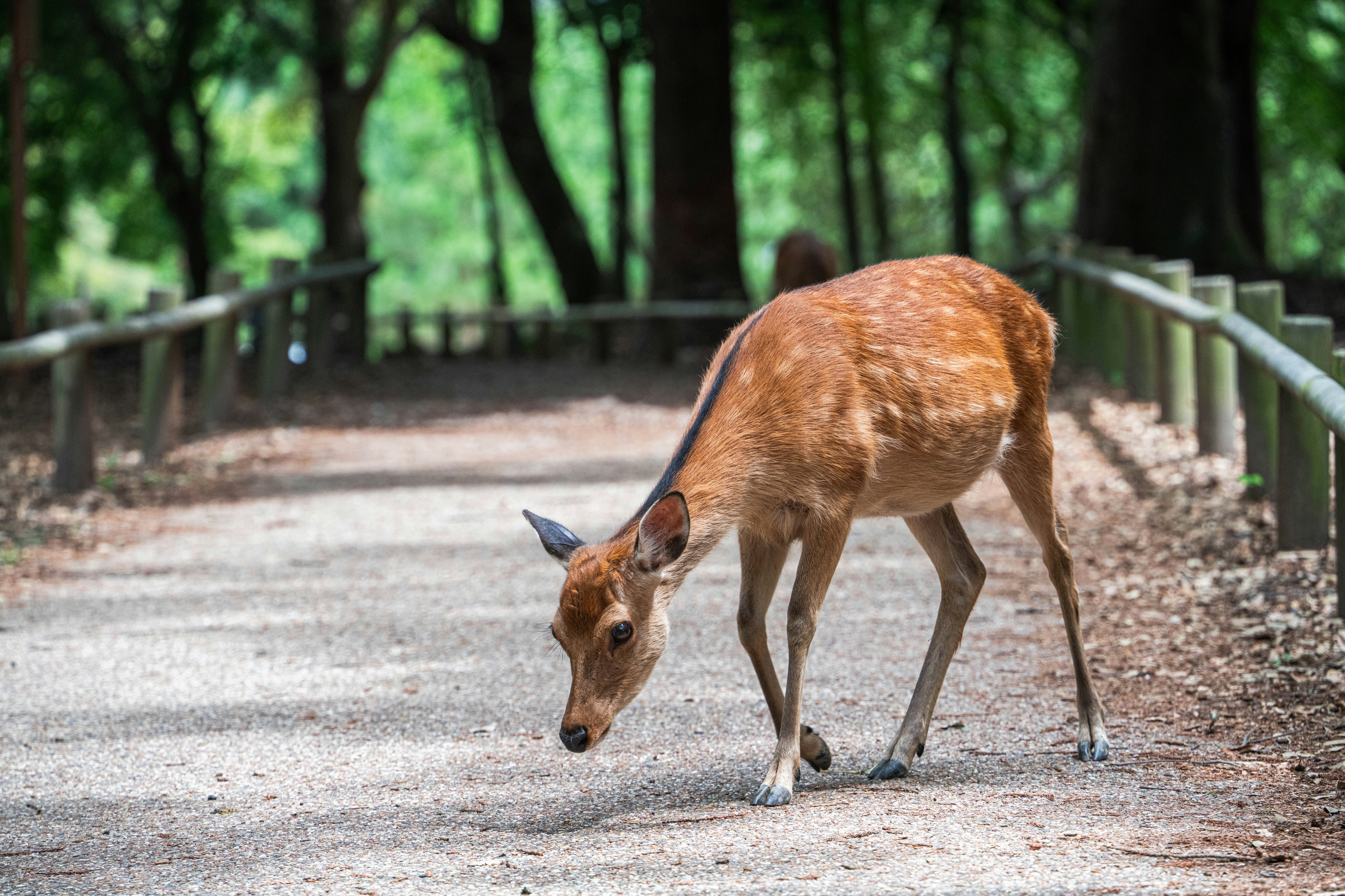 A spotted deer bends its head down on a path.