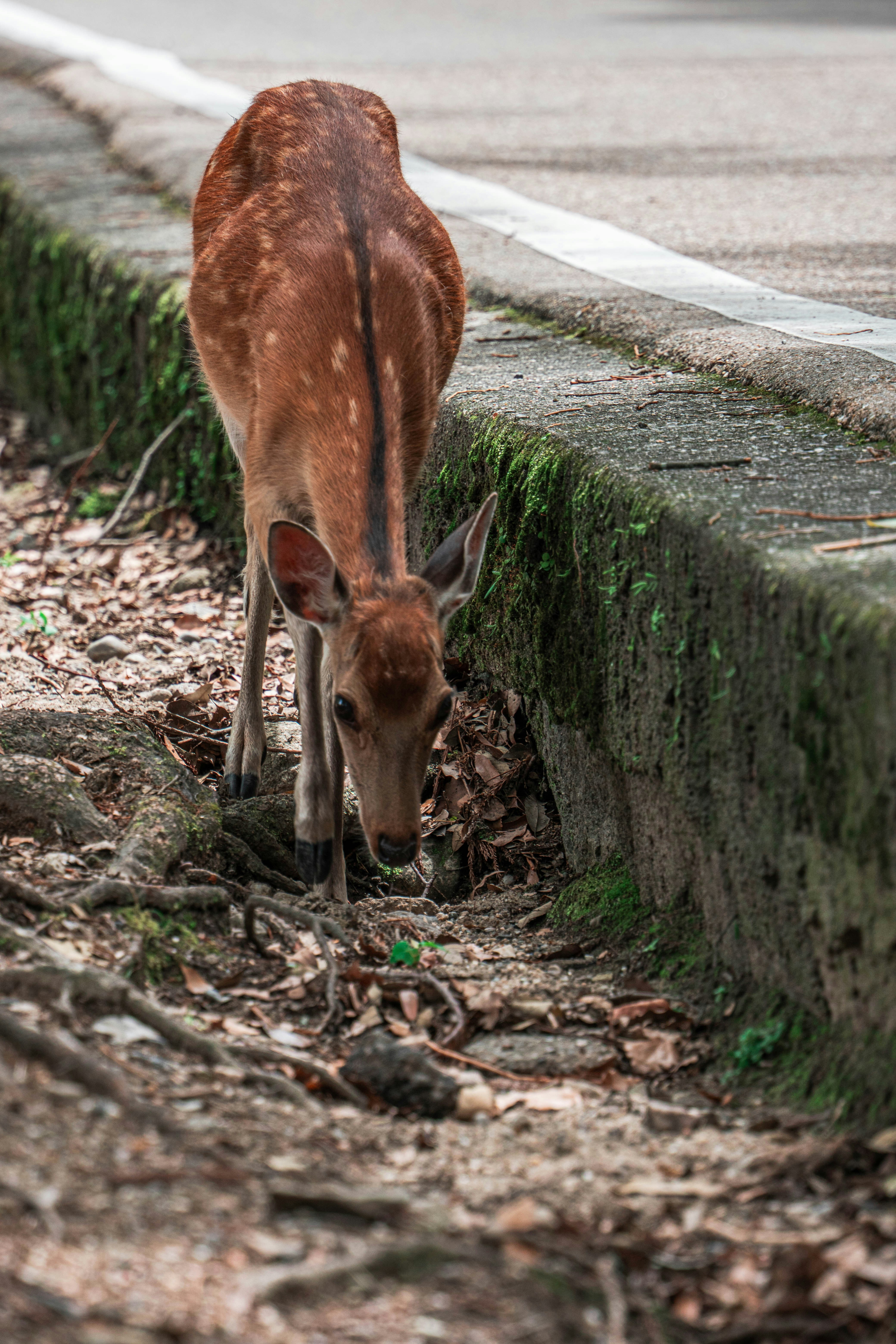 A spotted deer grazes near a mossy road curb.