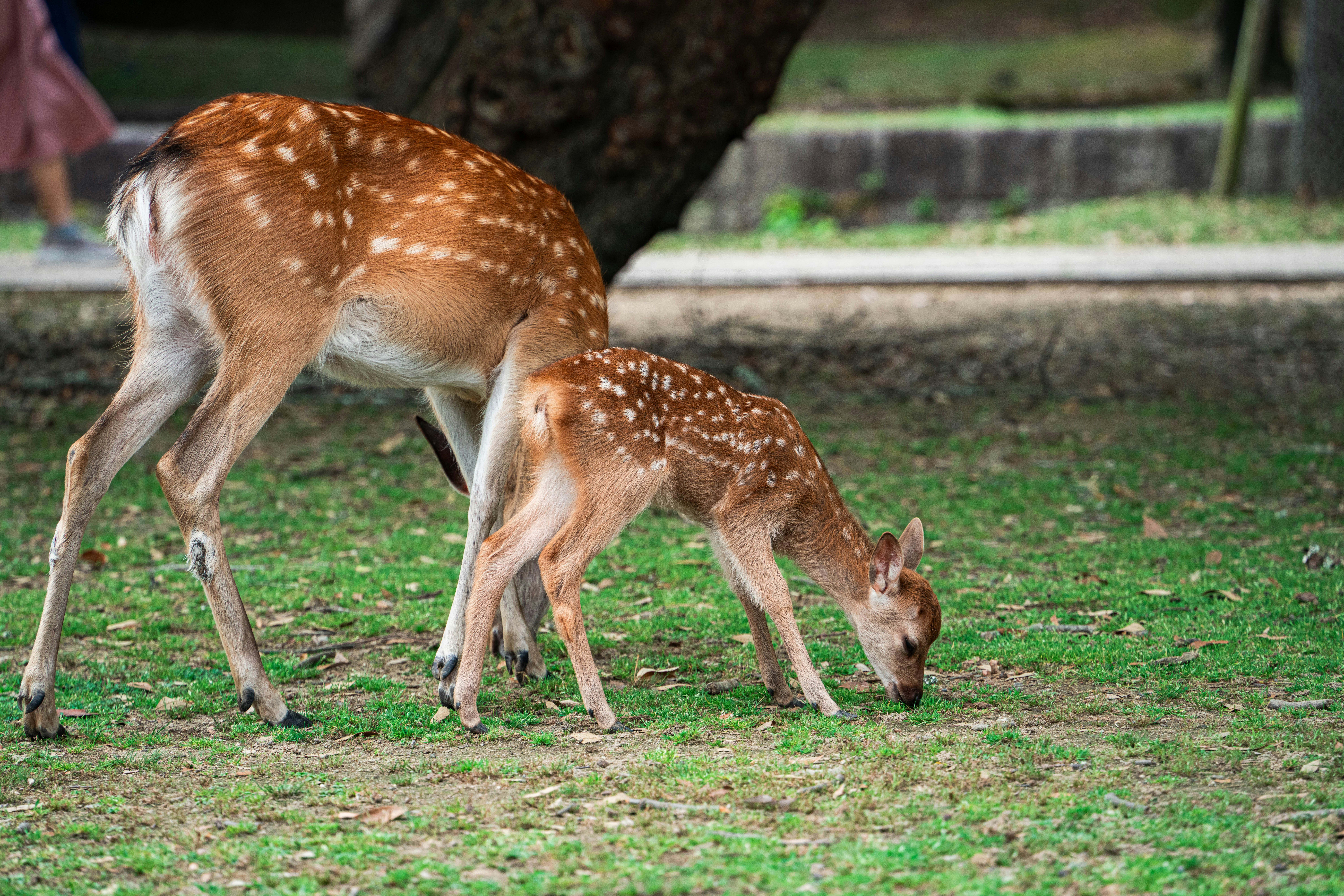 A deer and a fawn graze on green grass.