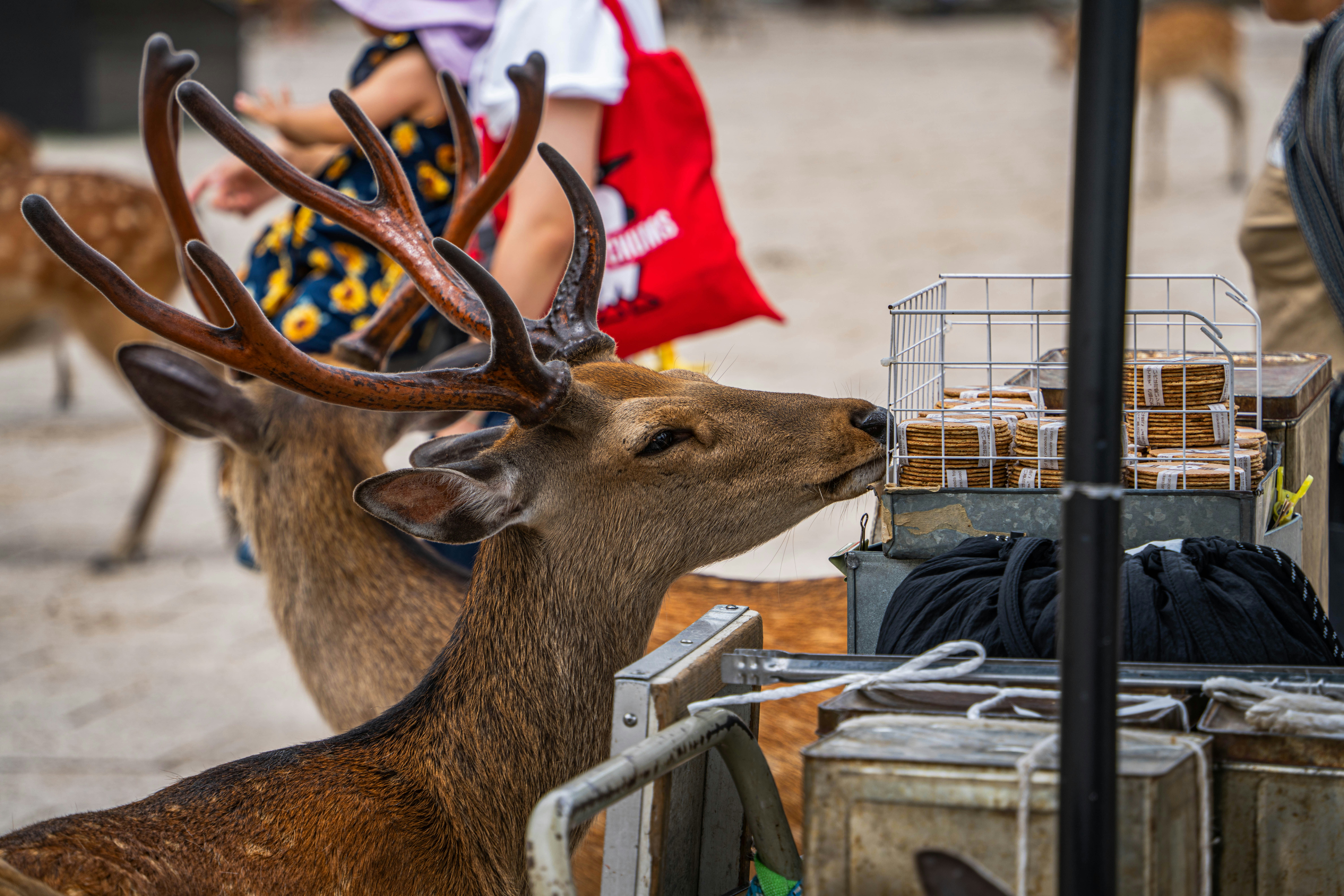 A deer with antlers reaching for items on a stall.