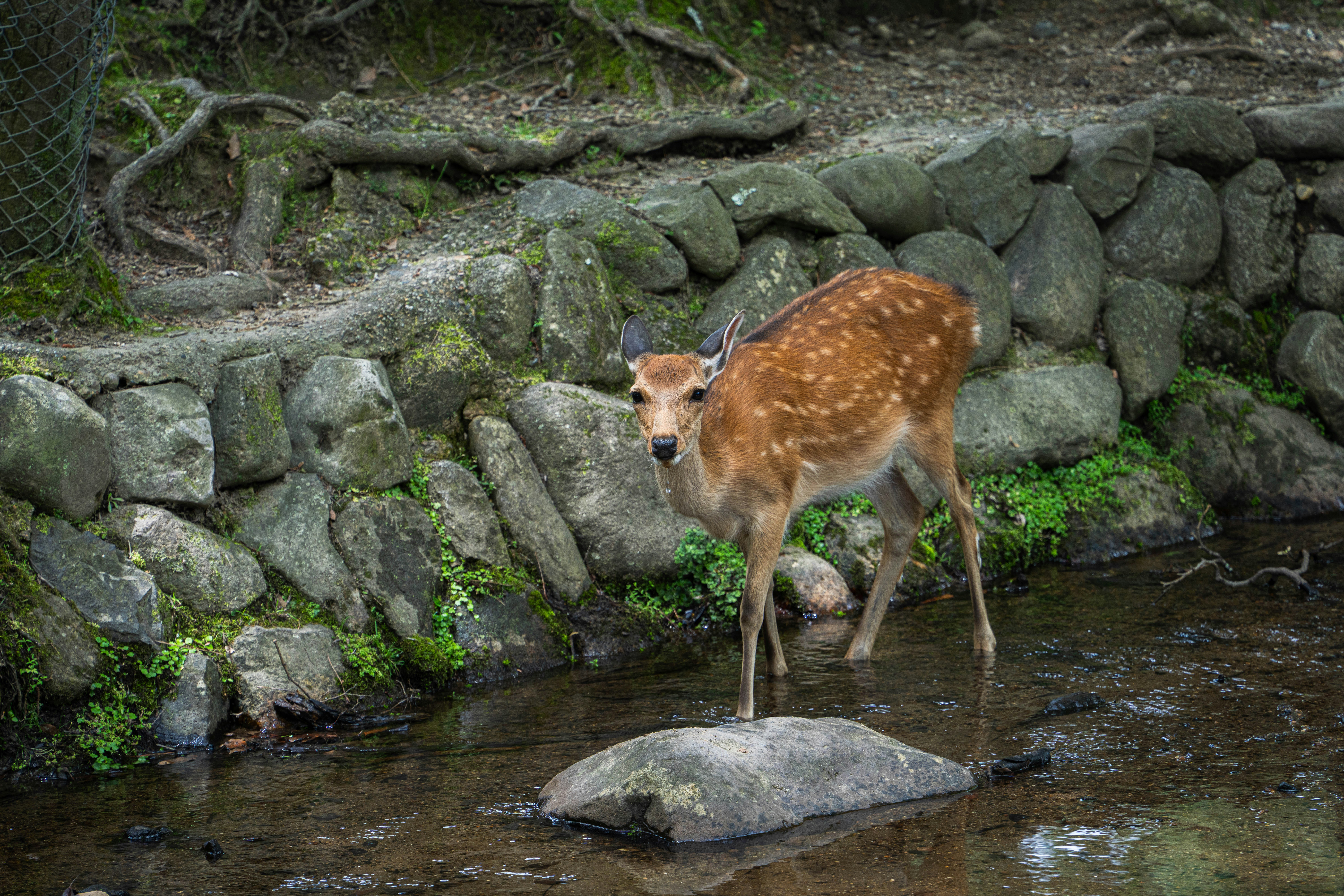 A spotted deer stands in a shallow stream looking forward.