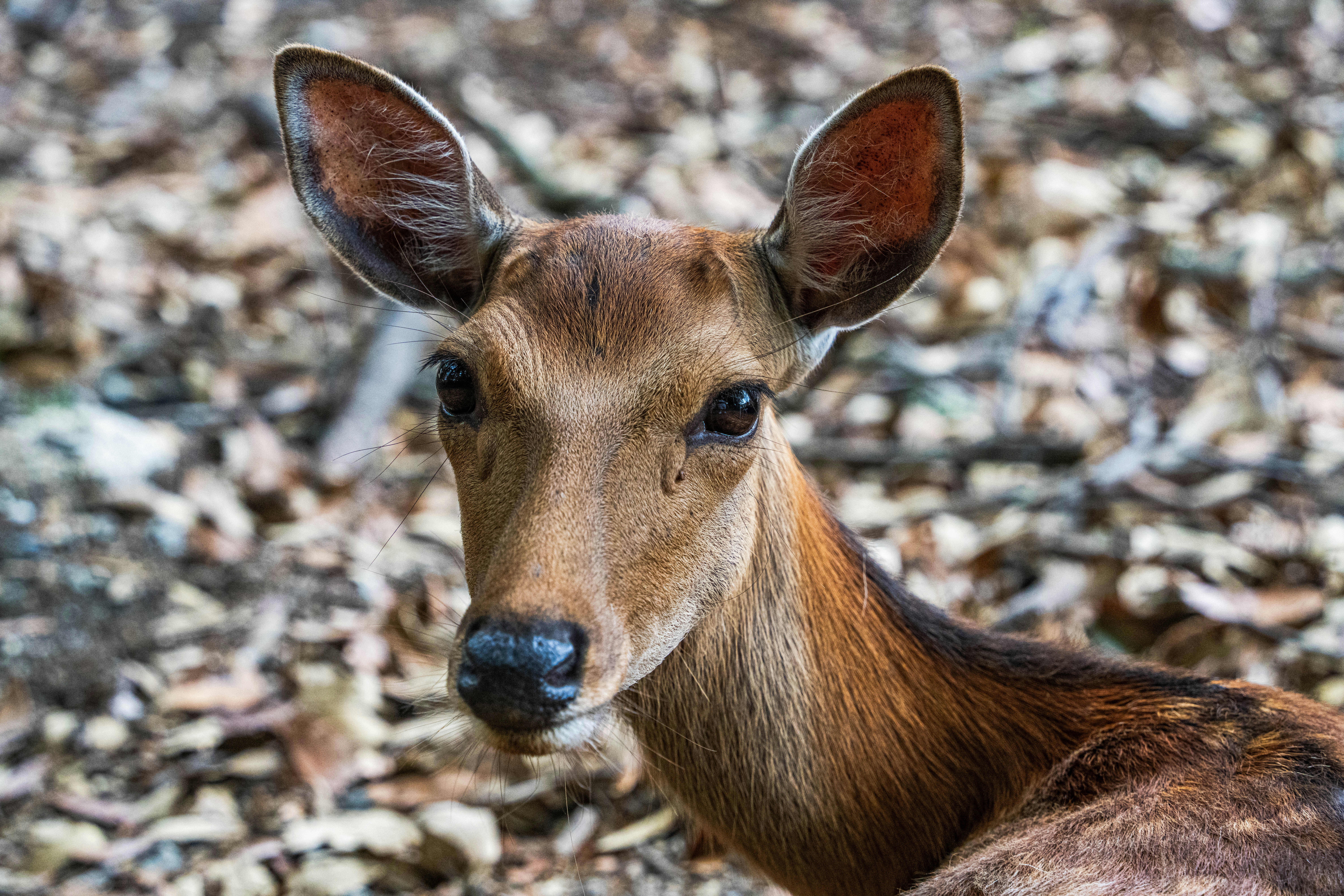 A brown deer looking directly forward amidst fallen leaves.