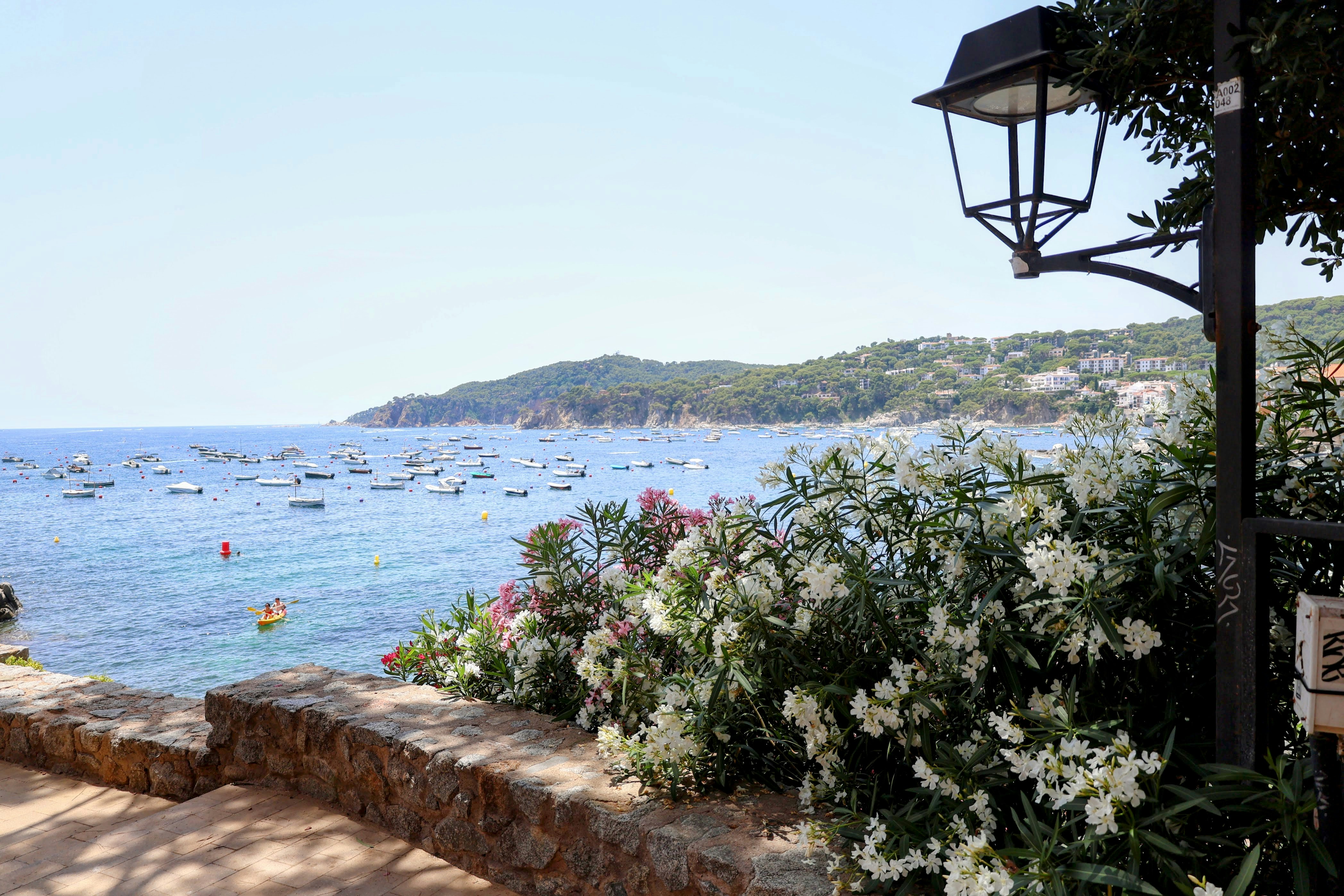 Sunny coastal view with boats and vibrant flowering bushes.
