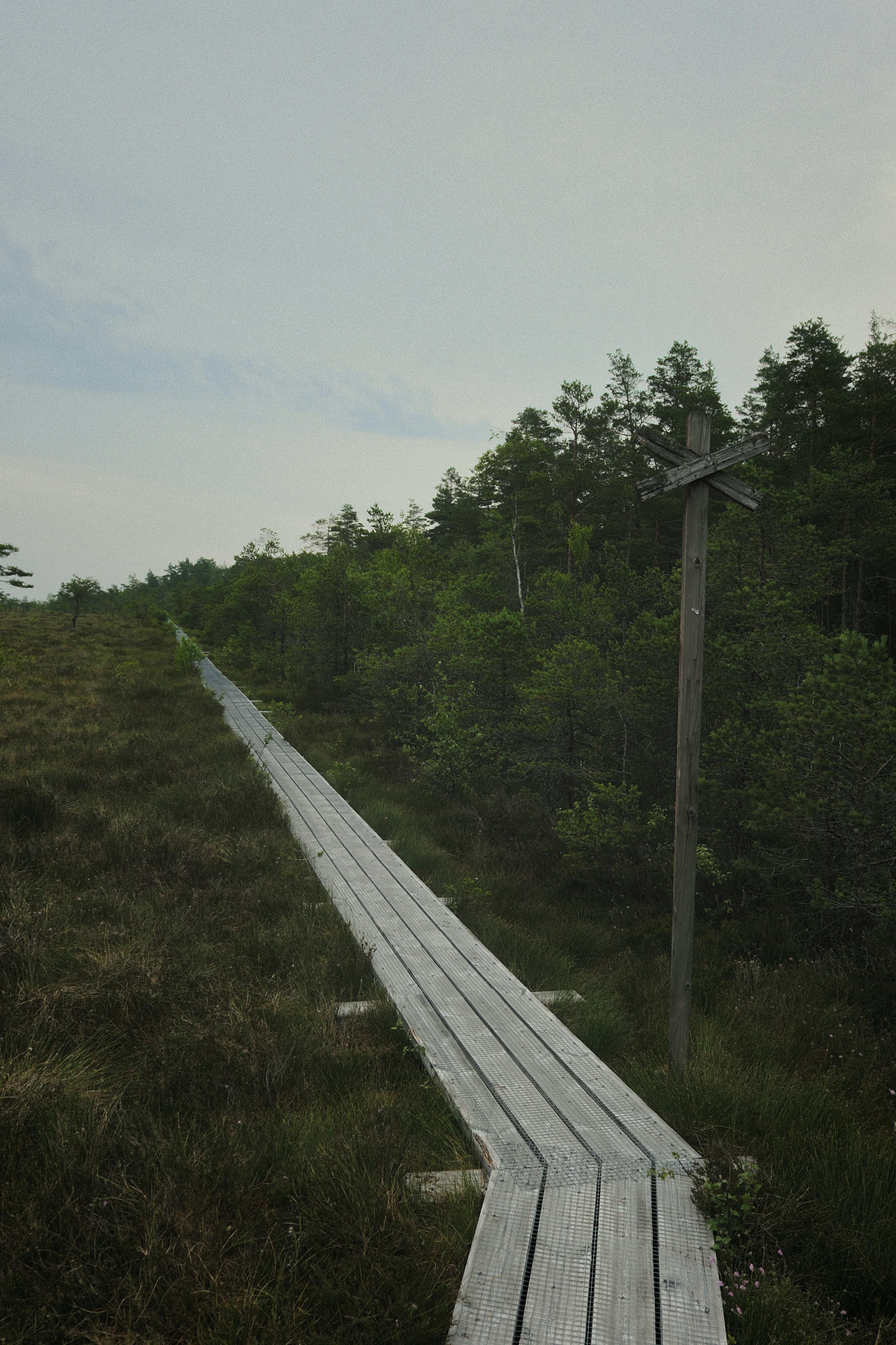 A wooden boardwalk leads through grassy marsh towards a forest.