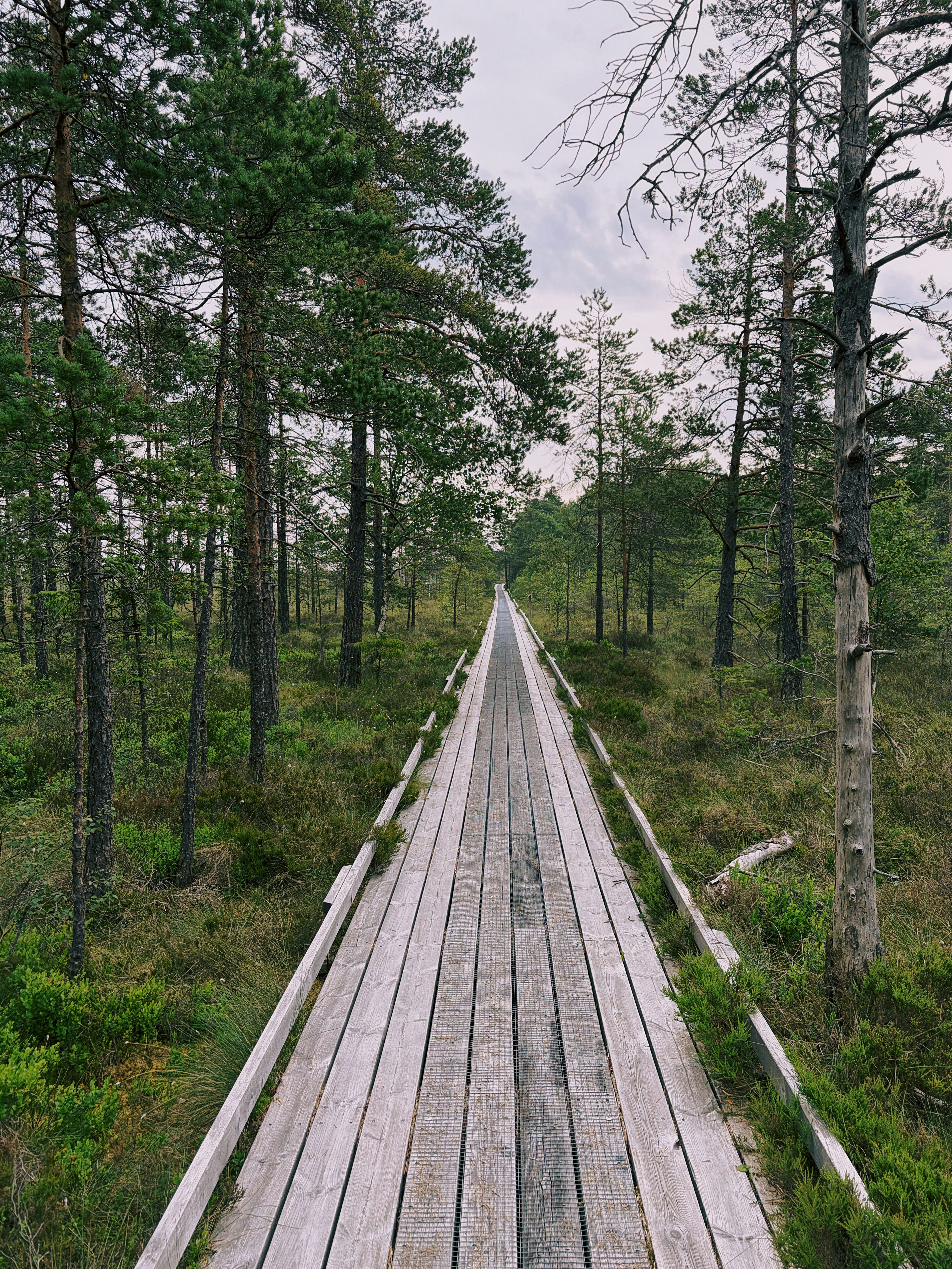 A long wooden boardwalk stretches through a dense pine forest.