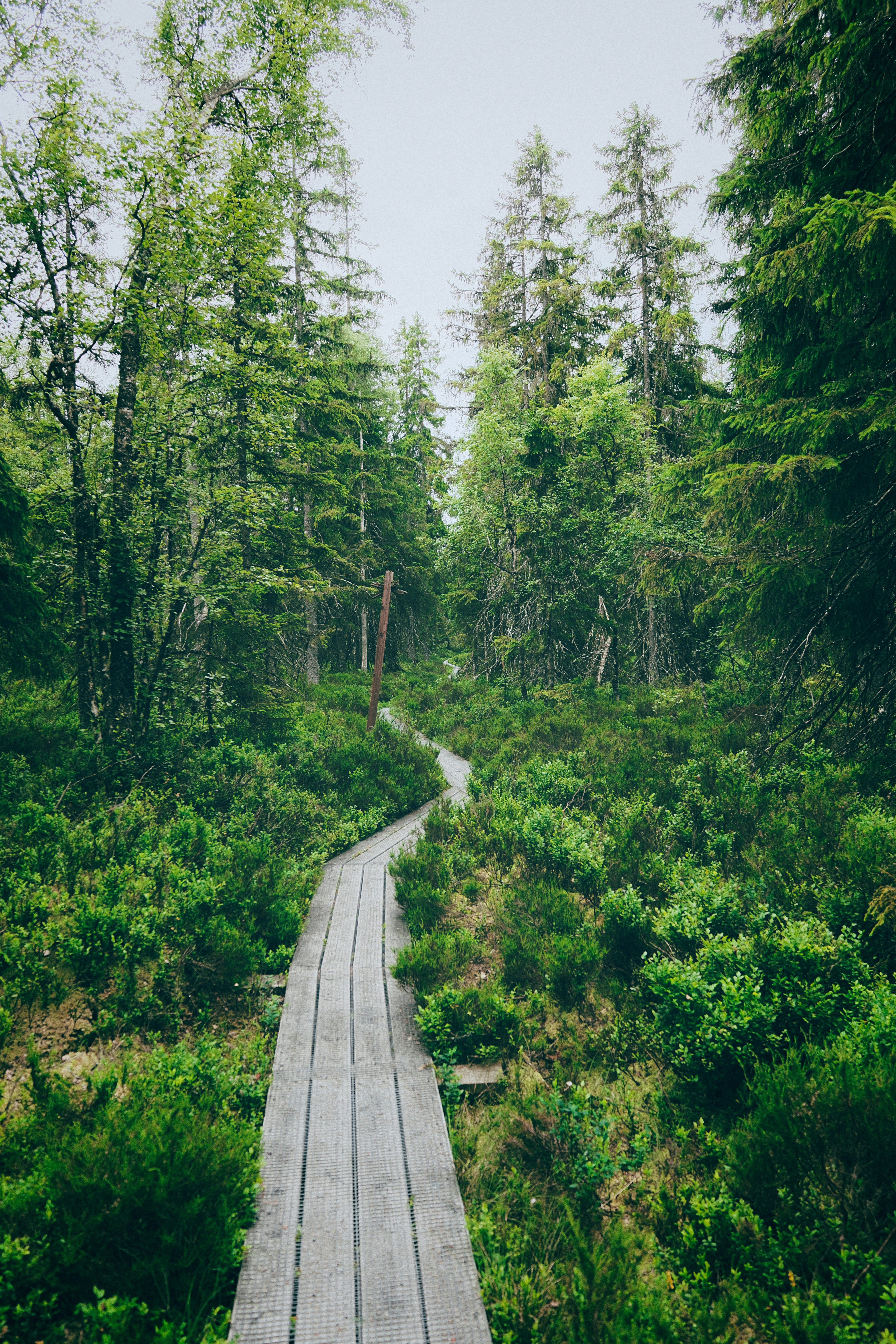 A winding wooden boardwalk through a lush green forest.
