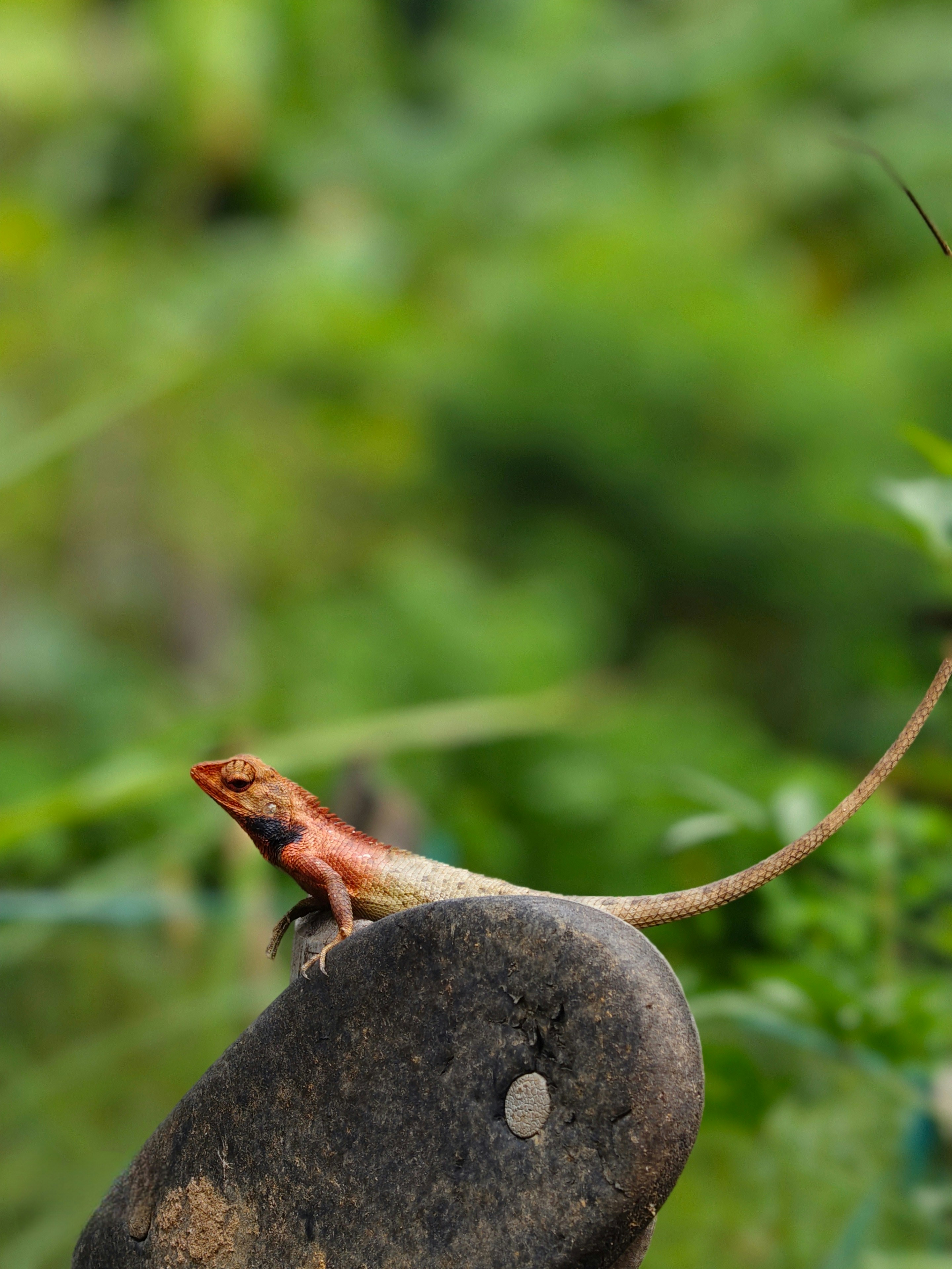Lagarto-de-cabeça-vermelha pousa em uma superfície escura em meio a folhagem verde.