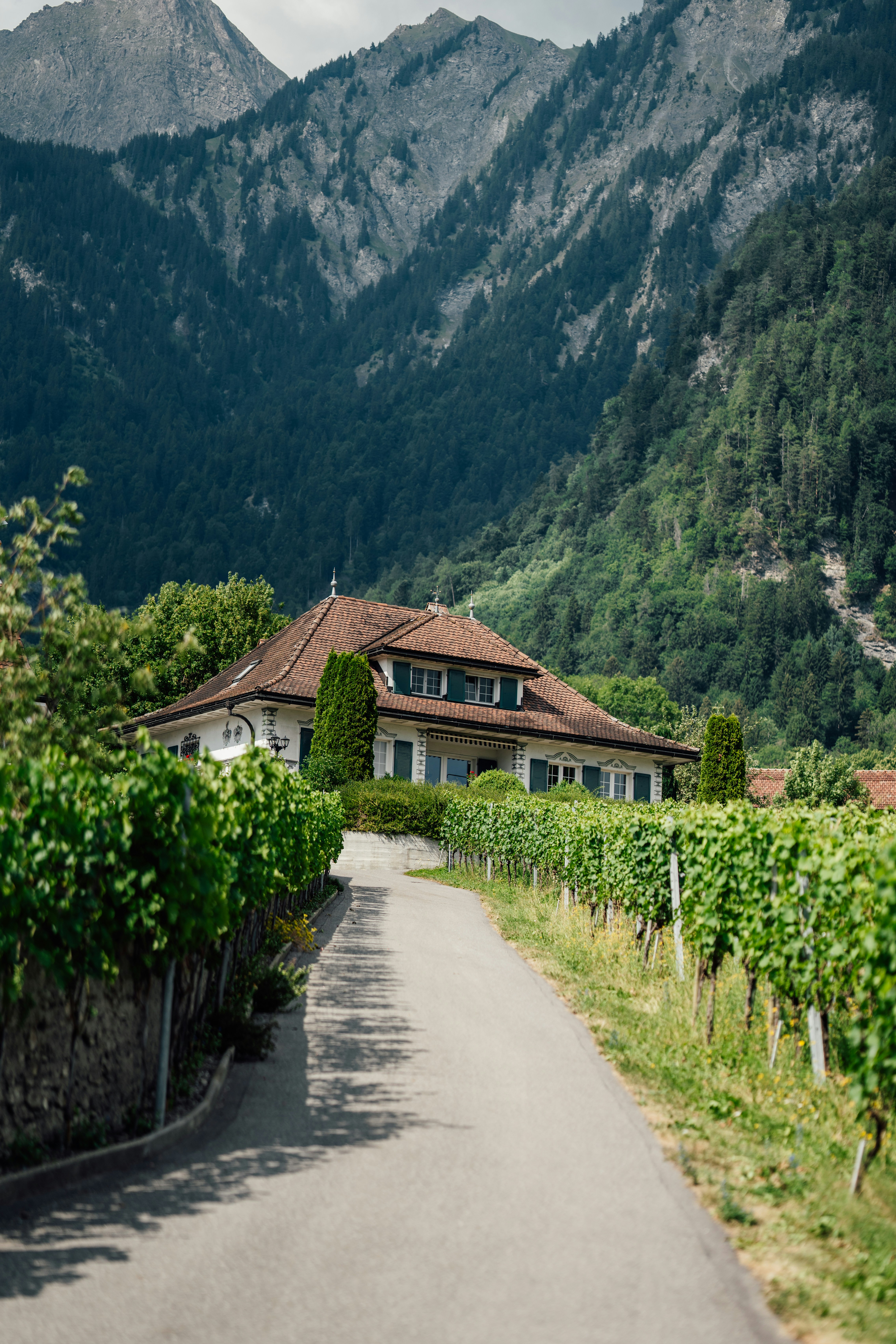 Vineyard path leads to a house surrounded by green mountains.