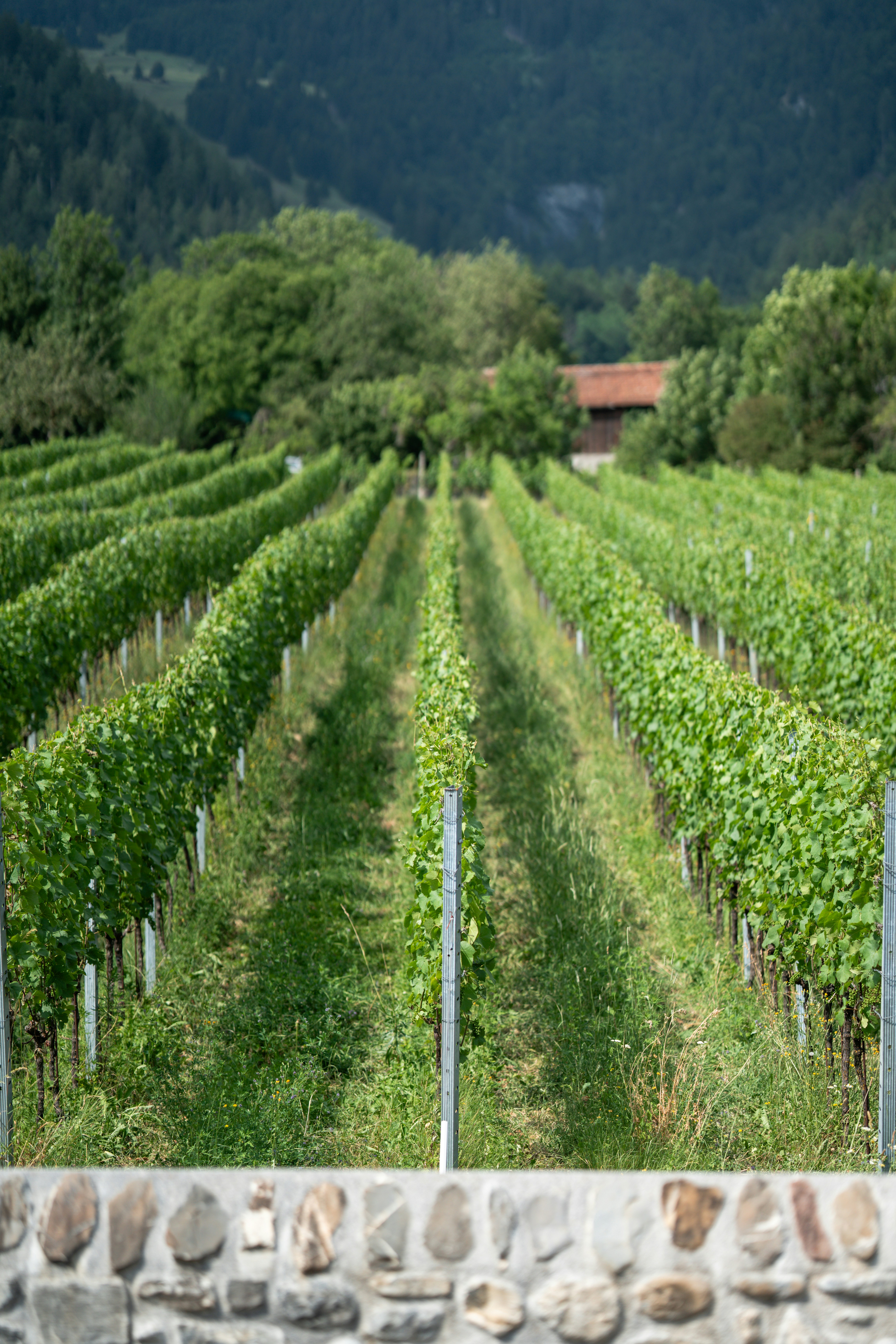 Rows of vibrant green grapevines in a sunny vineyard.