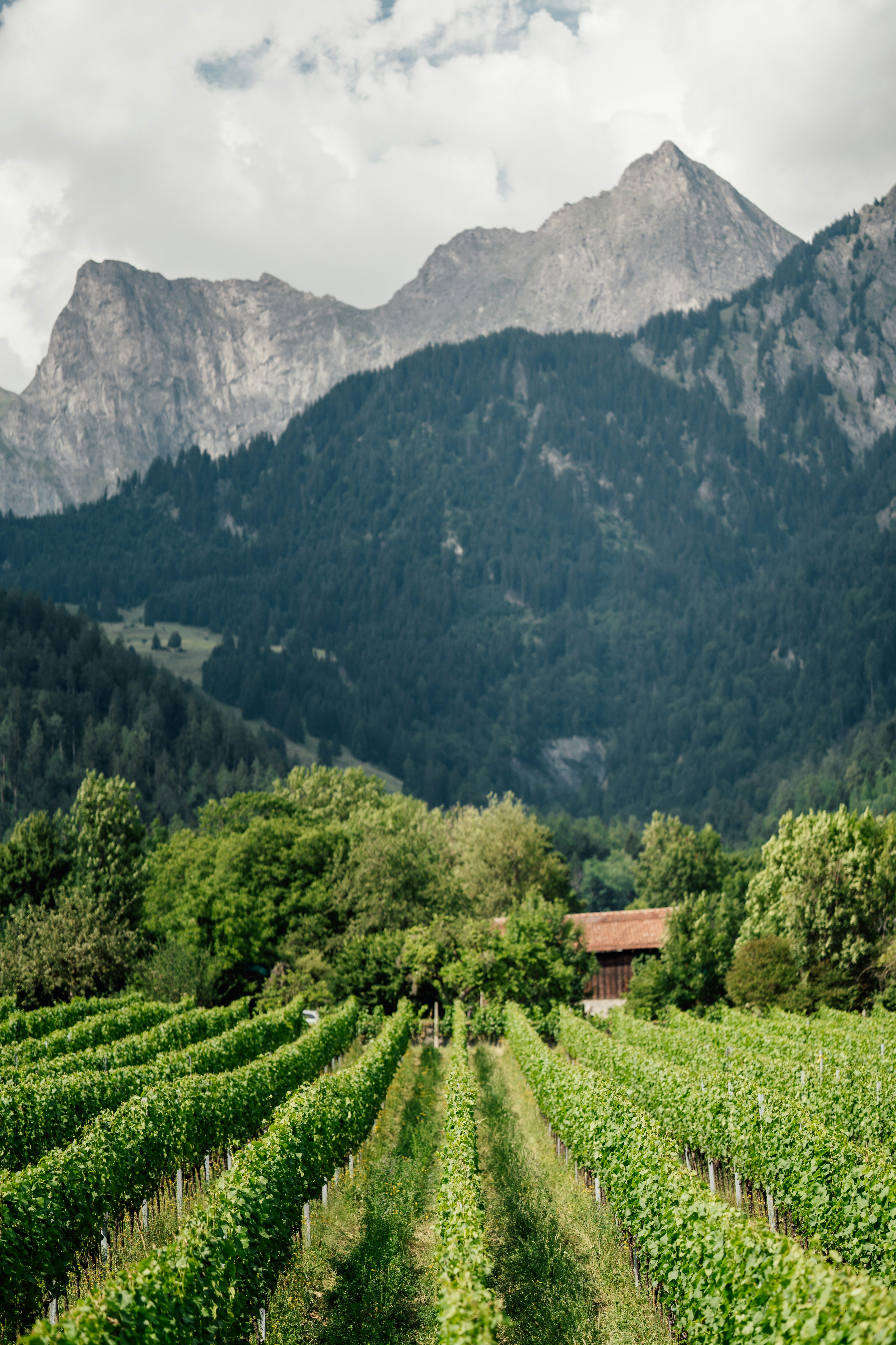 Green vineyard rows lead towards distant mountains and a house.