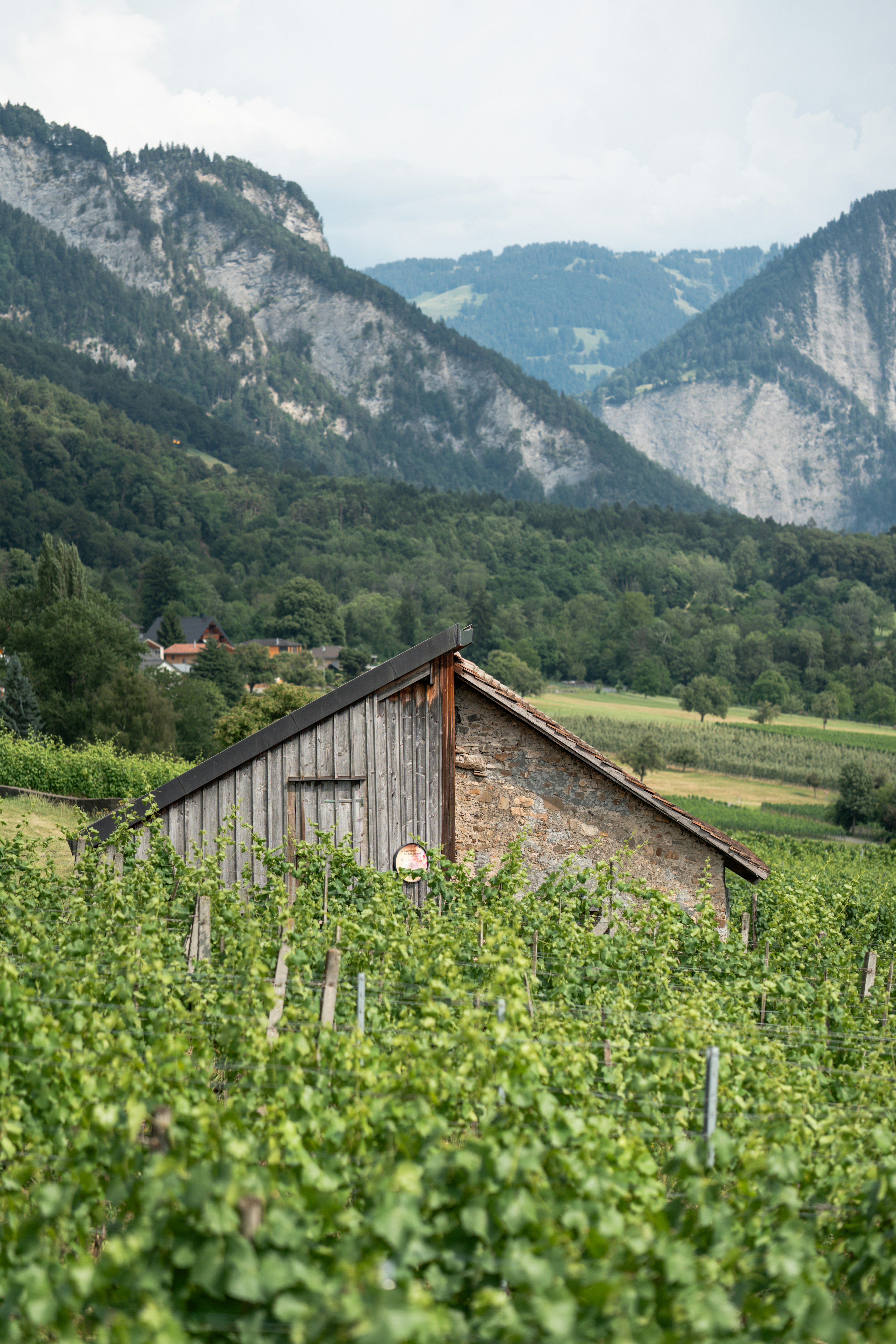 Rustic barn nestled in a vineyard with mountains behind.