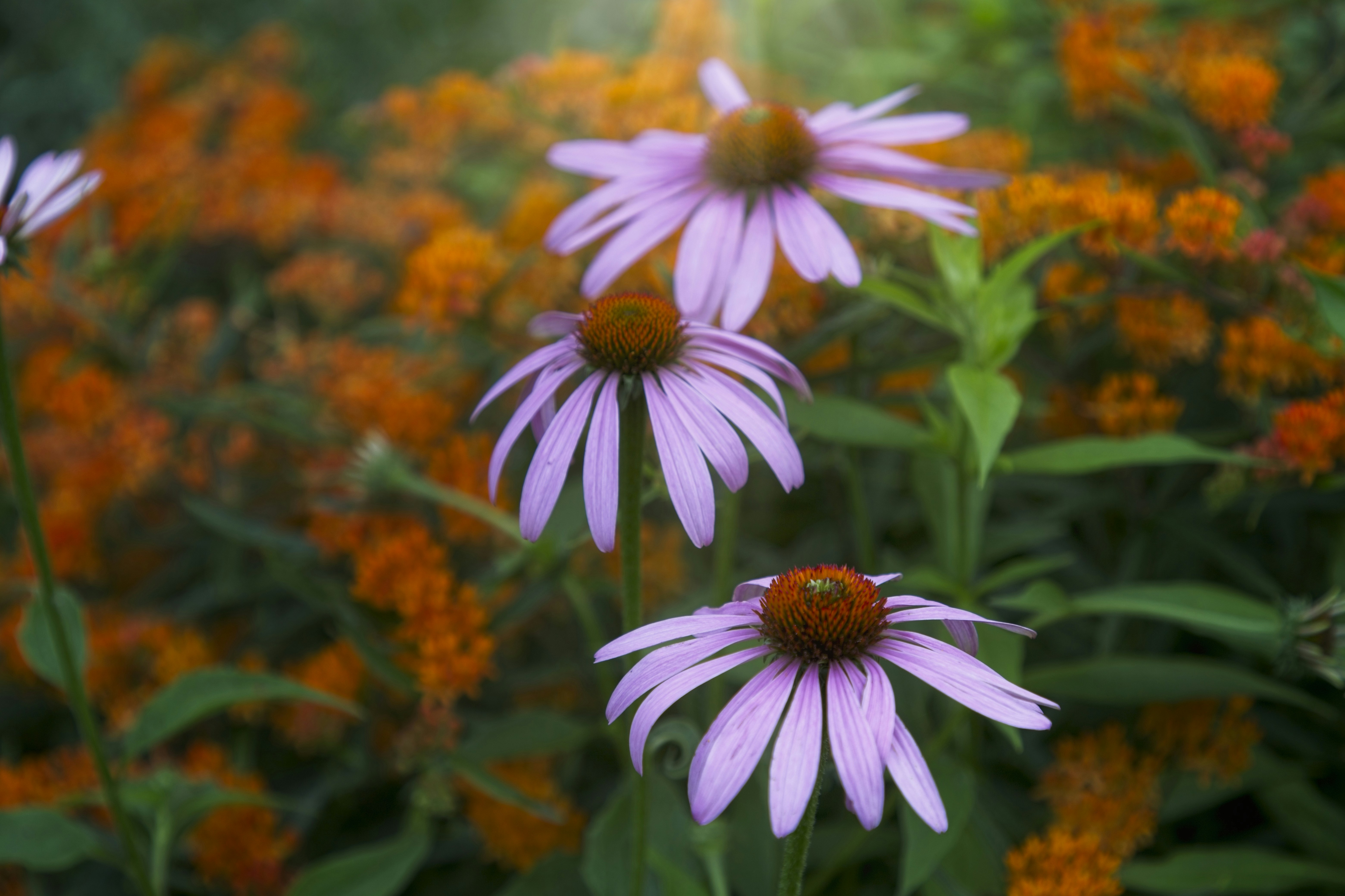 Three purple coneflowers blooming in a garden with orange flowers