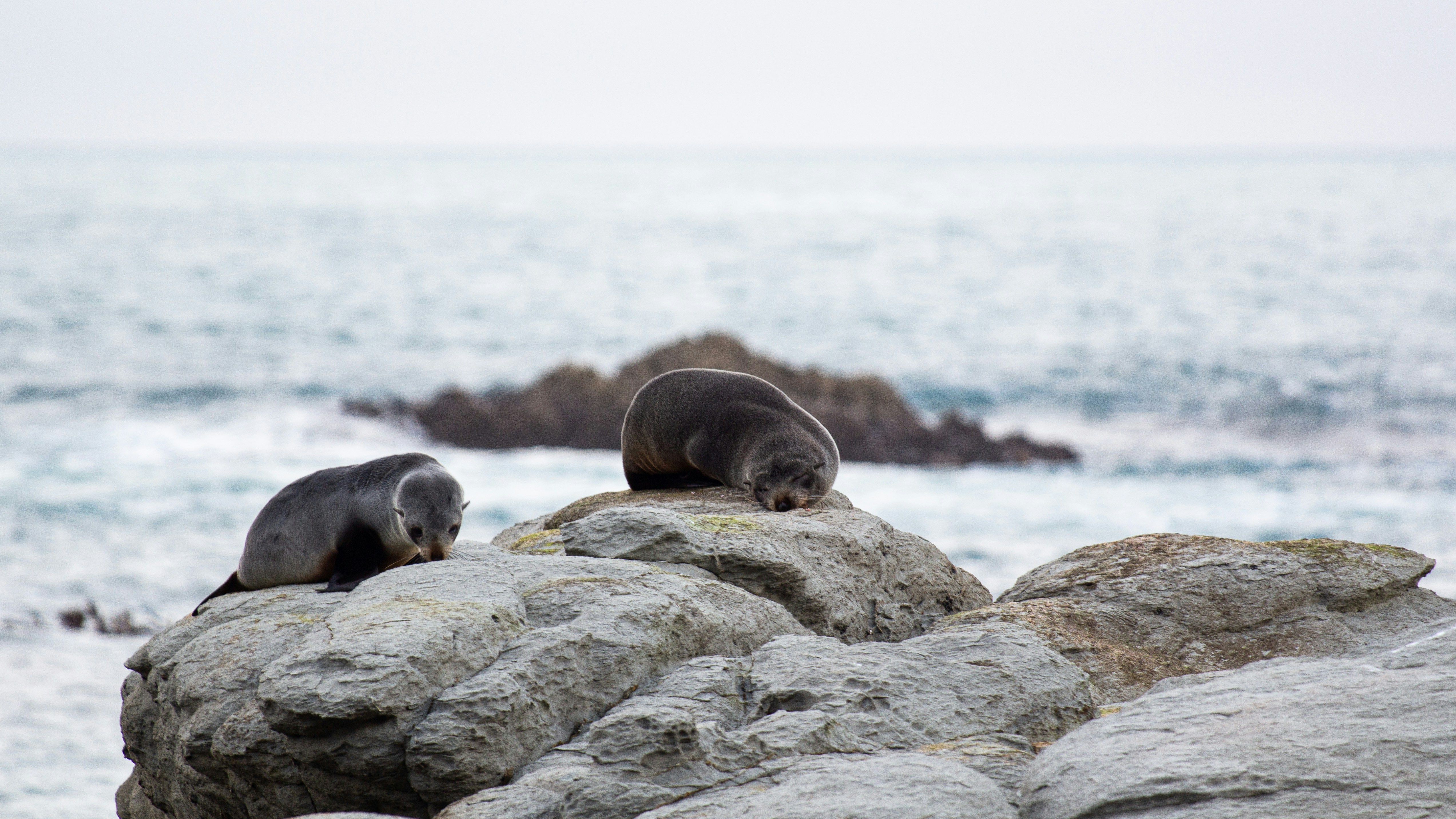 Two seals resting on rocks by the ocean.