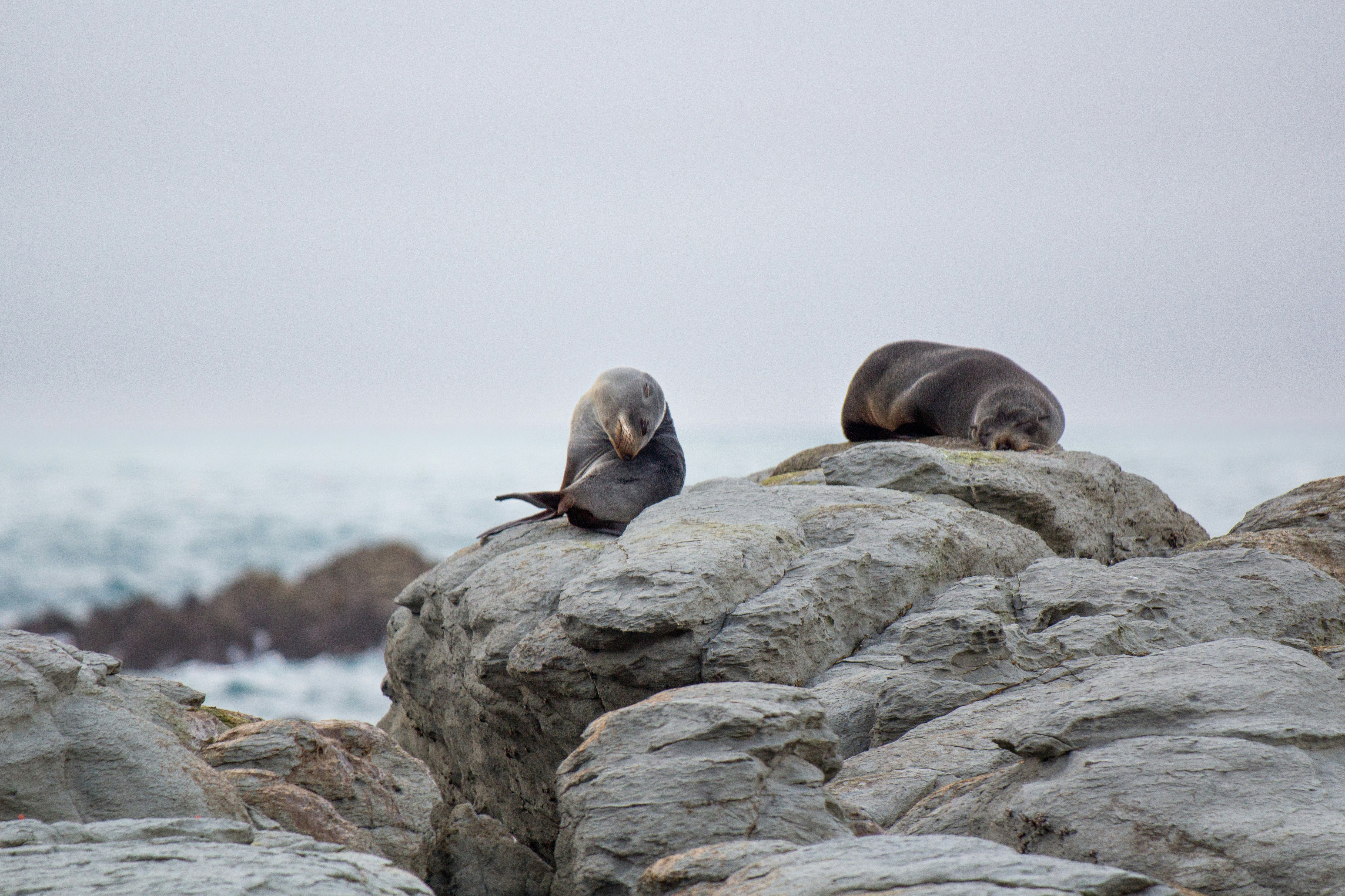 Two fur seals resting on coastal rocks, one grooming.