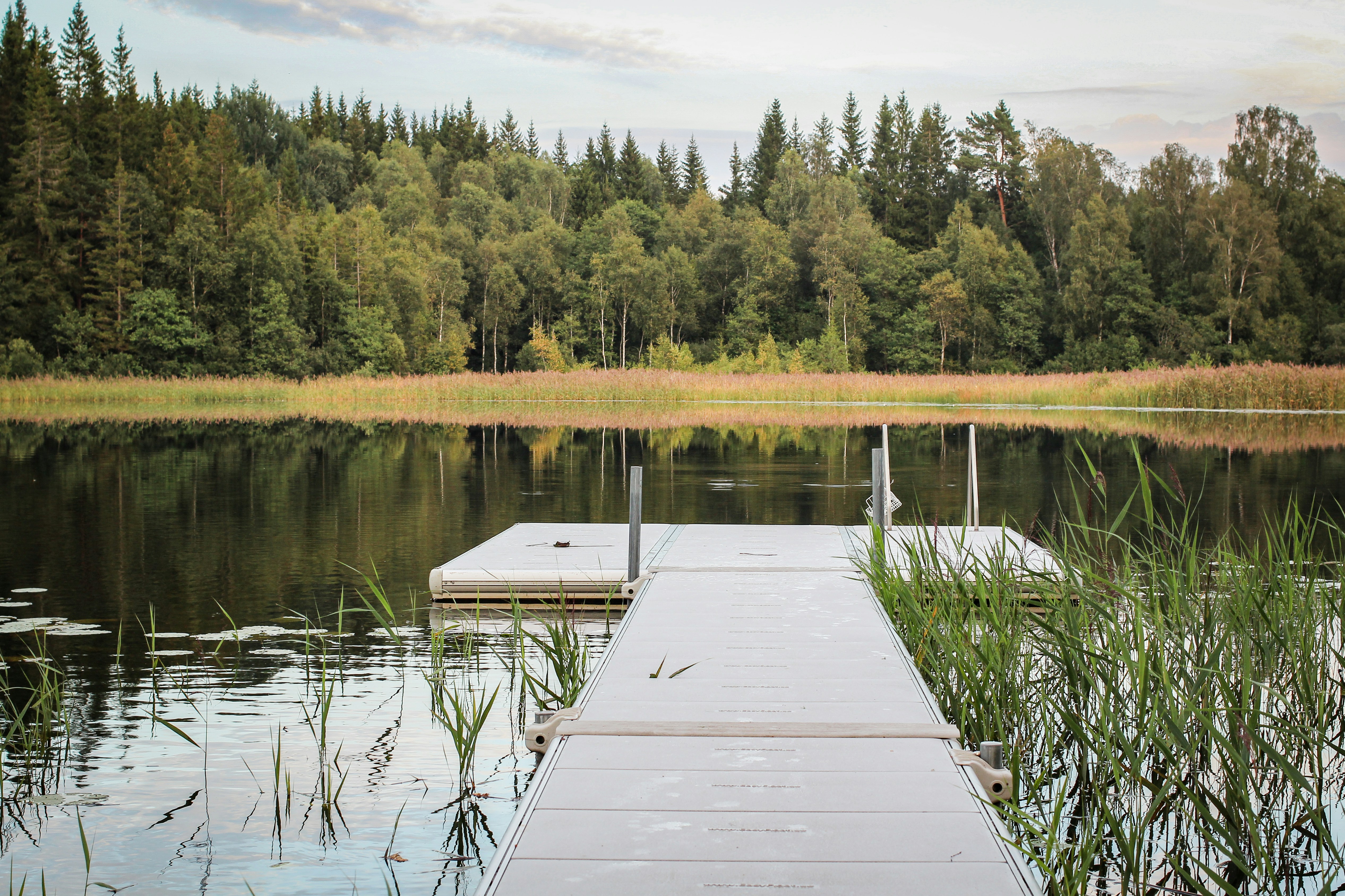 Dock on a serene lake surrounded by a dense forest.