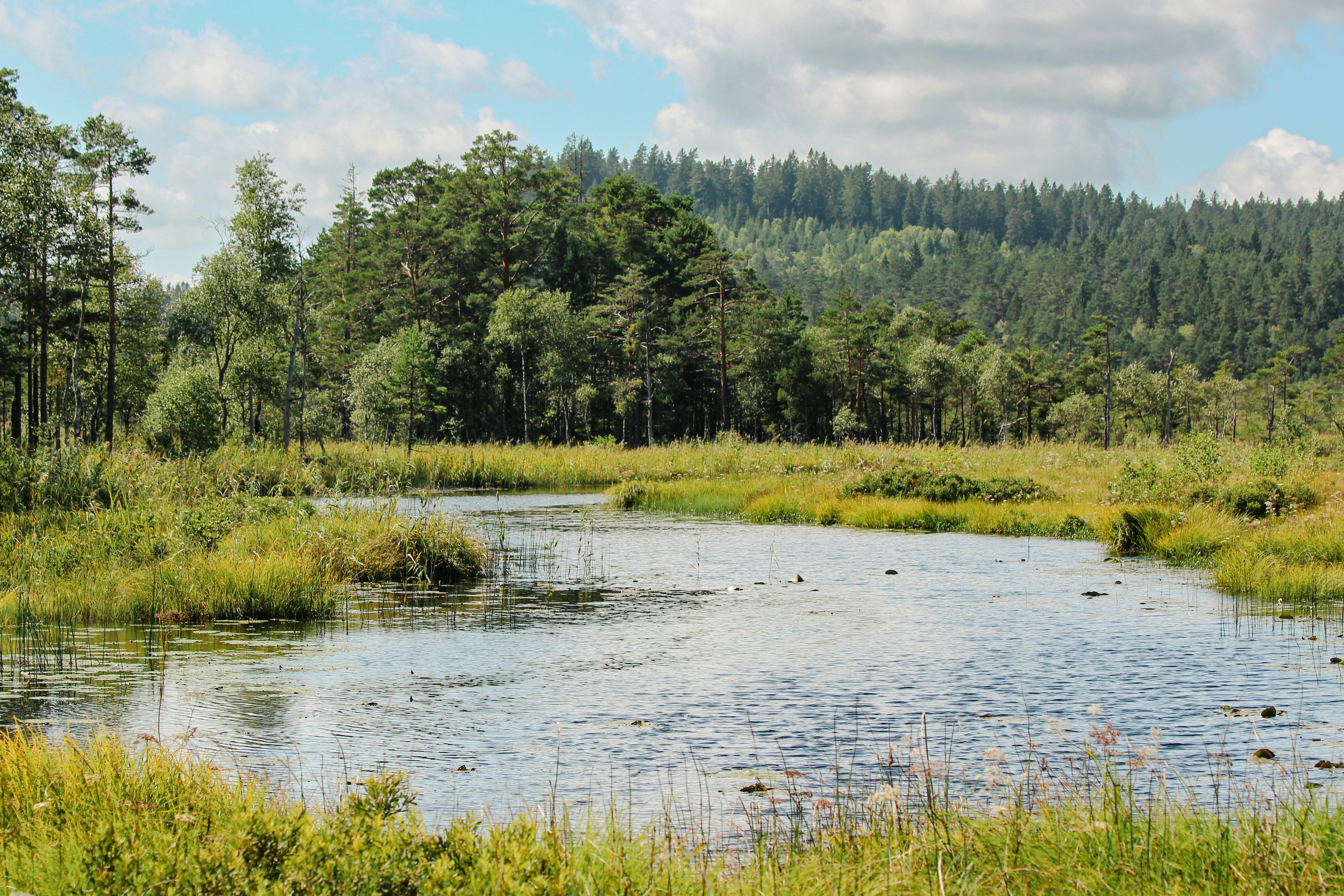 A tranquil pond surrounded by wetlands and forest.
