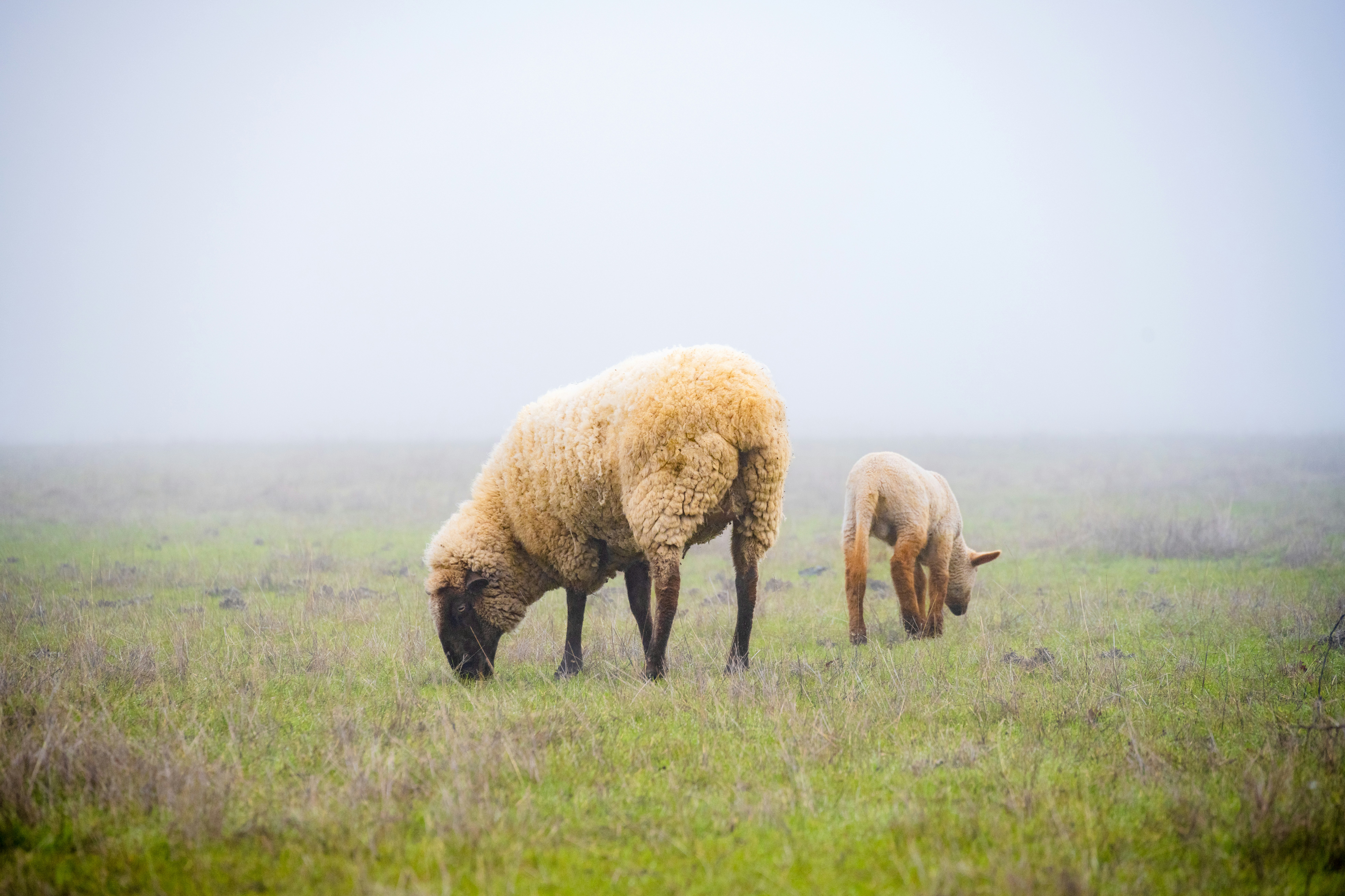 Sheep and lamb grazing in foggy field