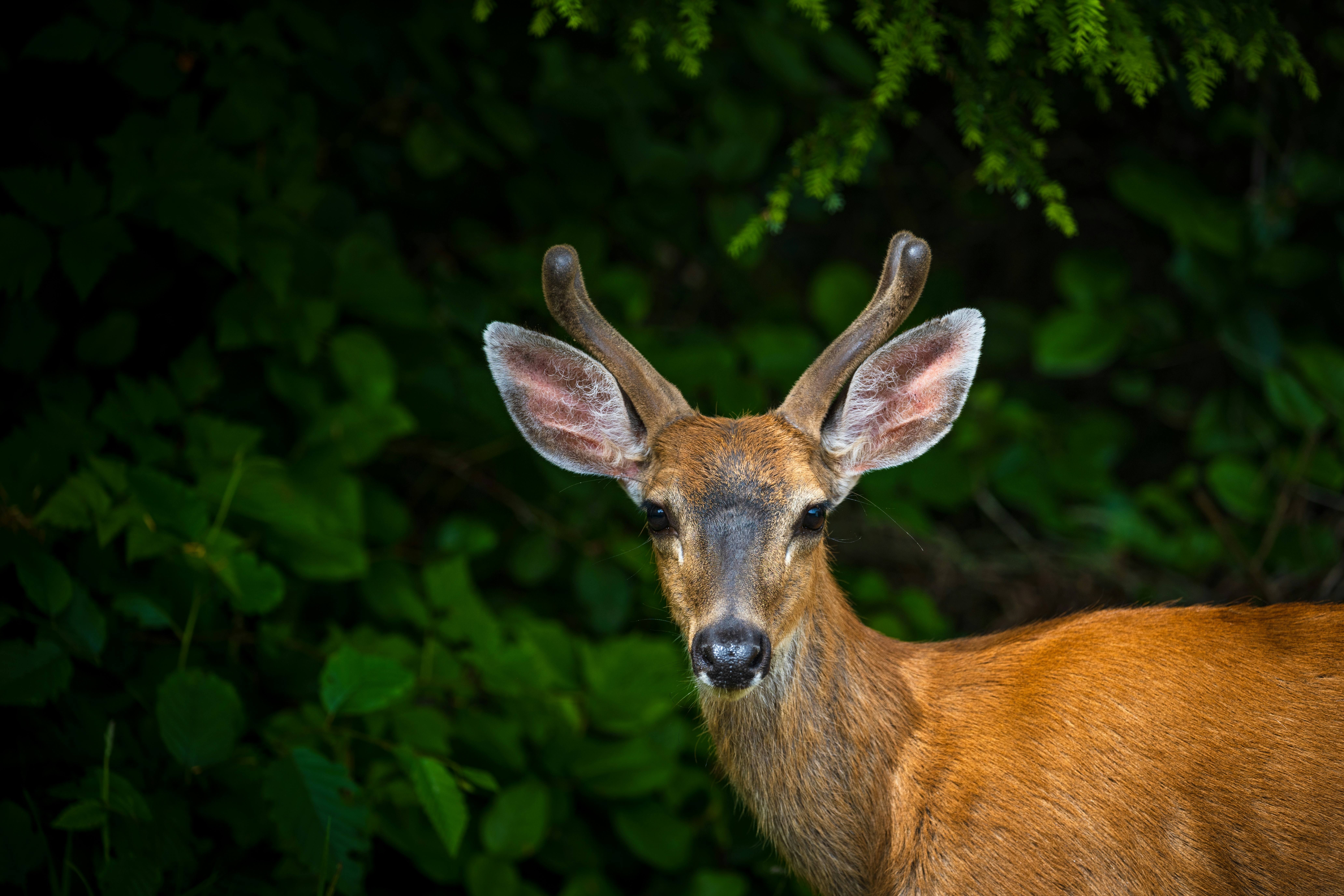 Young deer with antlers against dark green foliage