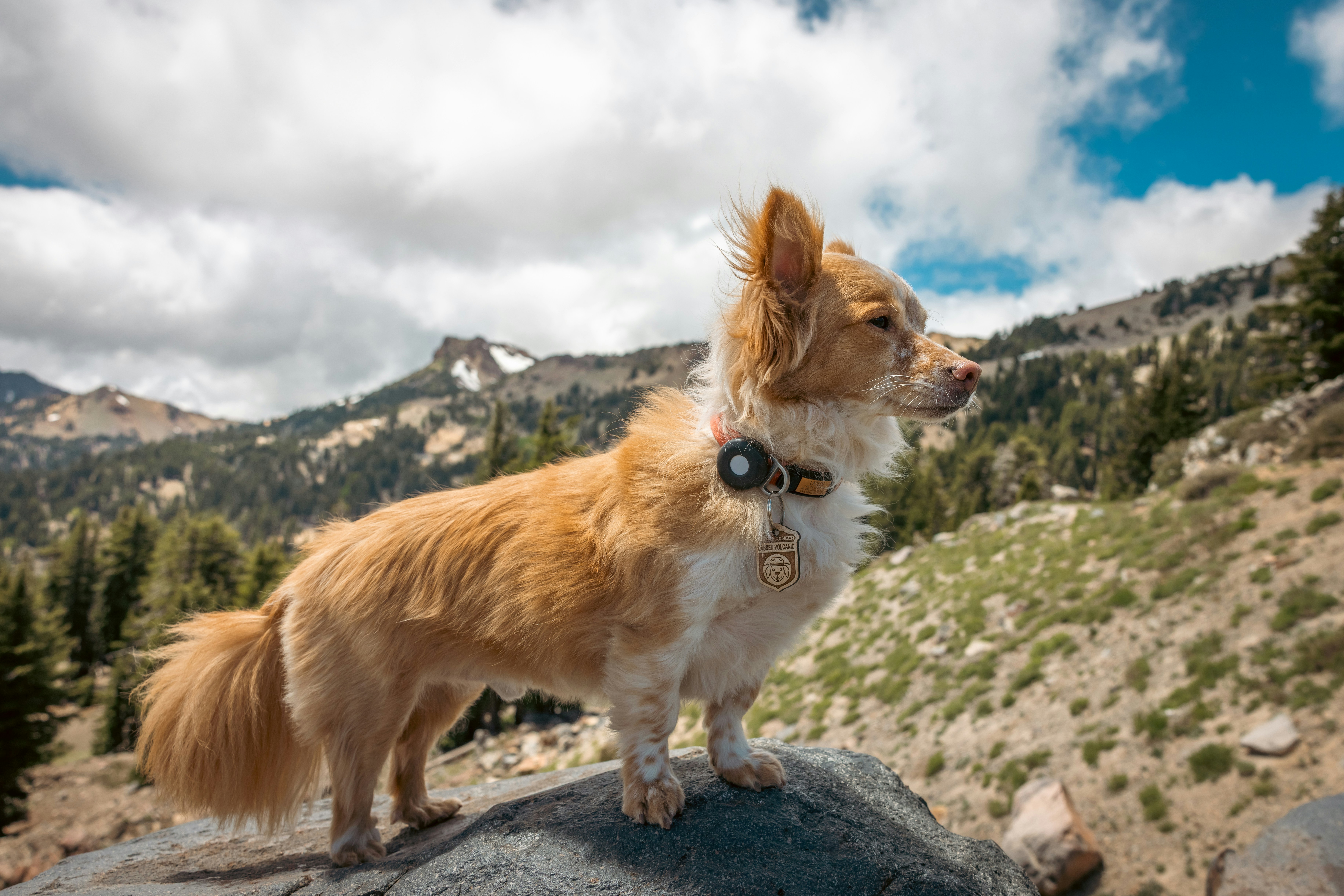 Long-haired dog on a rock overlooking a mountain view