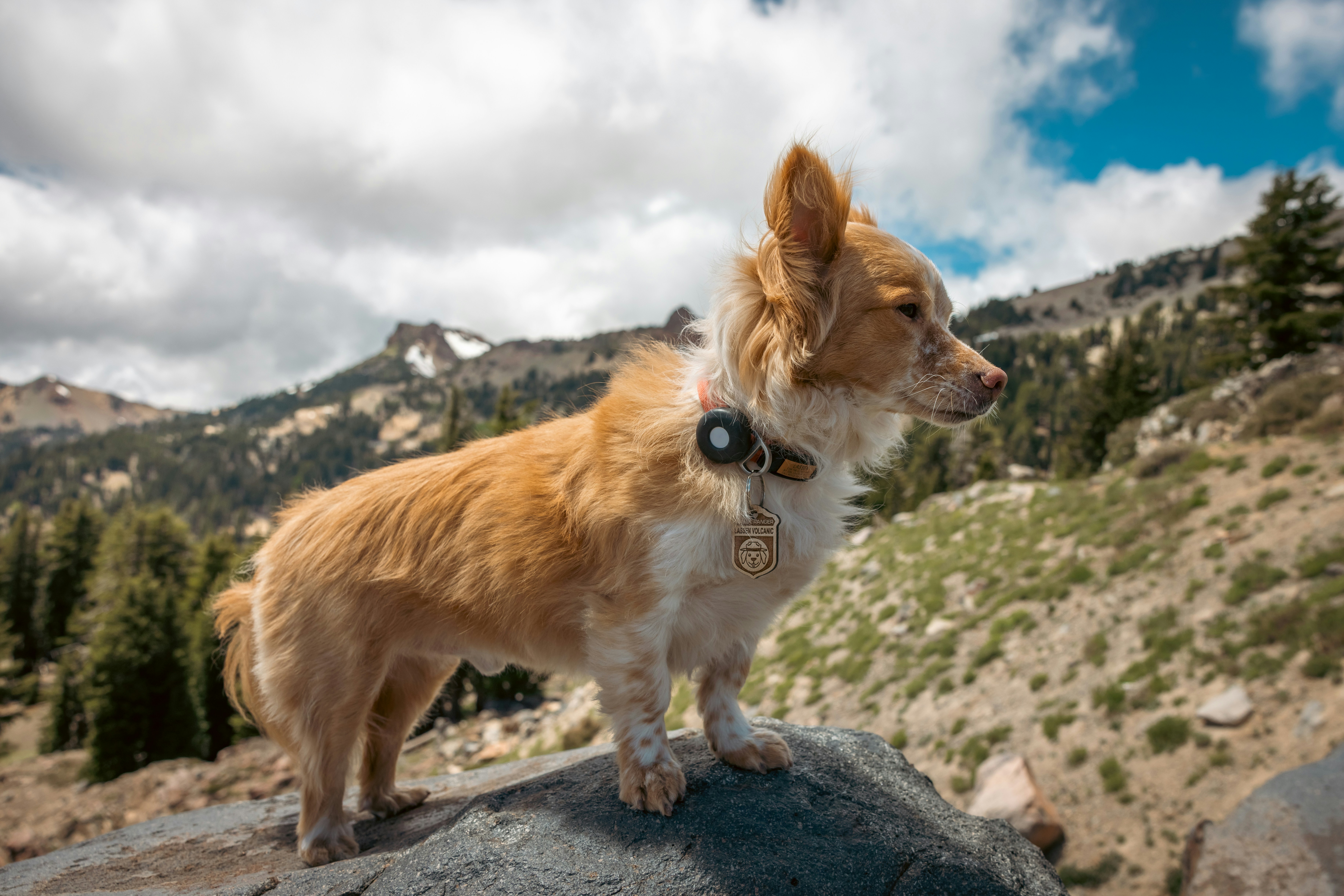 Small fluffy red and white dog standing on a boulder in the mountains, a round black disc and a metal tag on its collar
