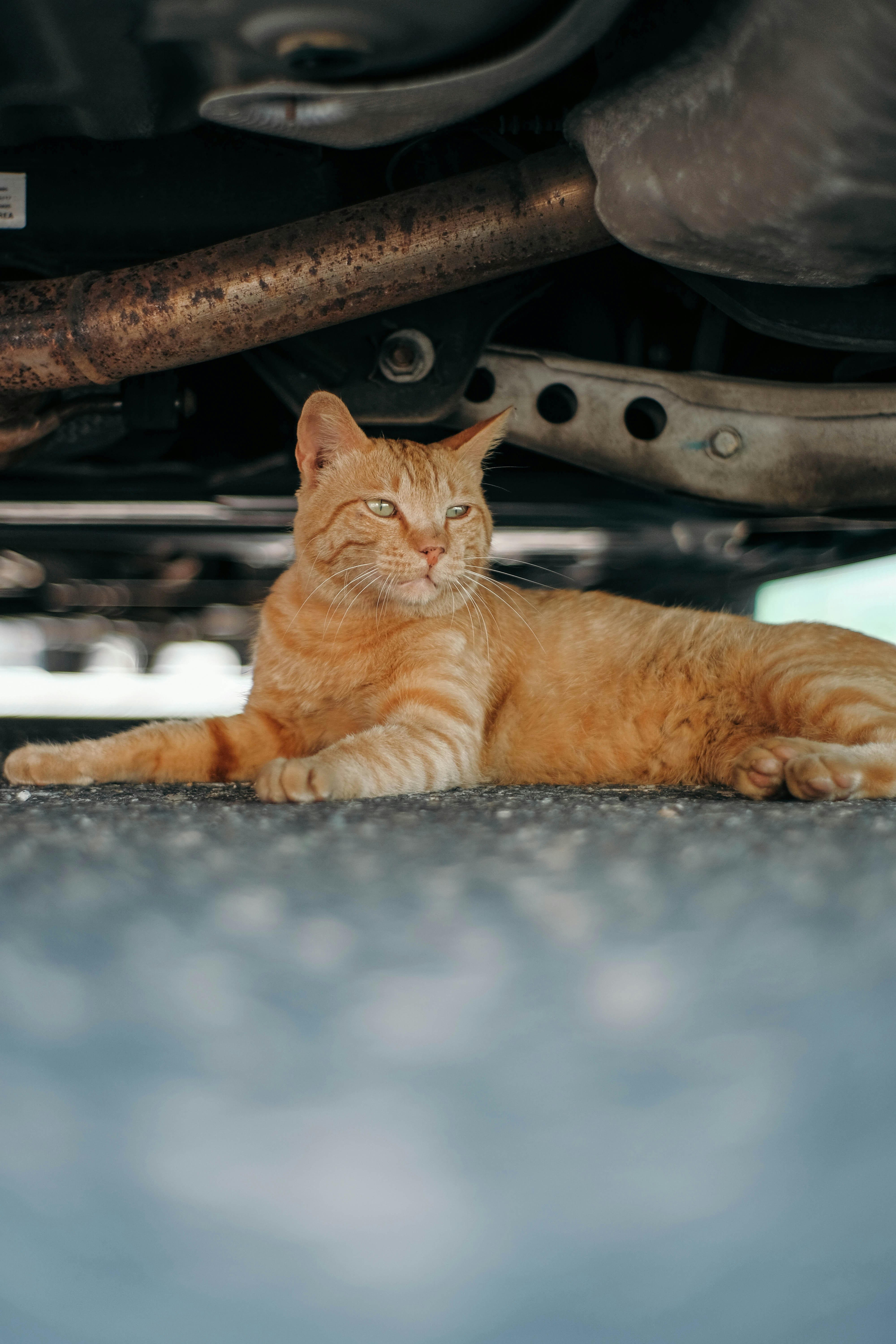 Orange tabby cat lying under a car