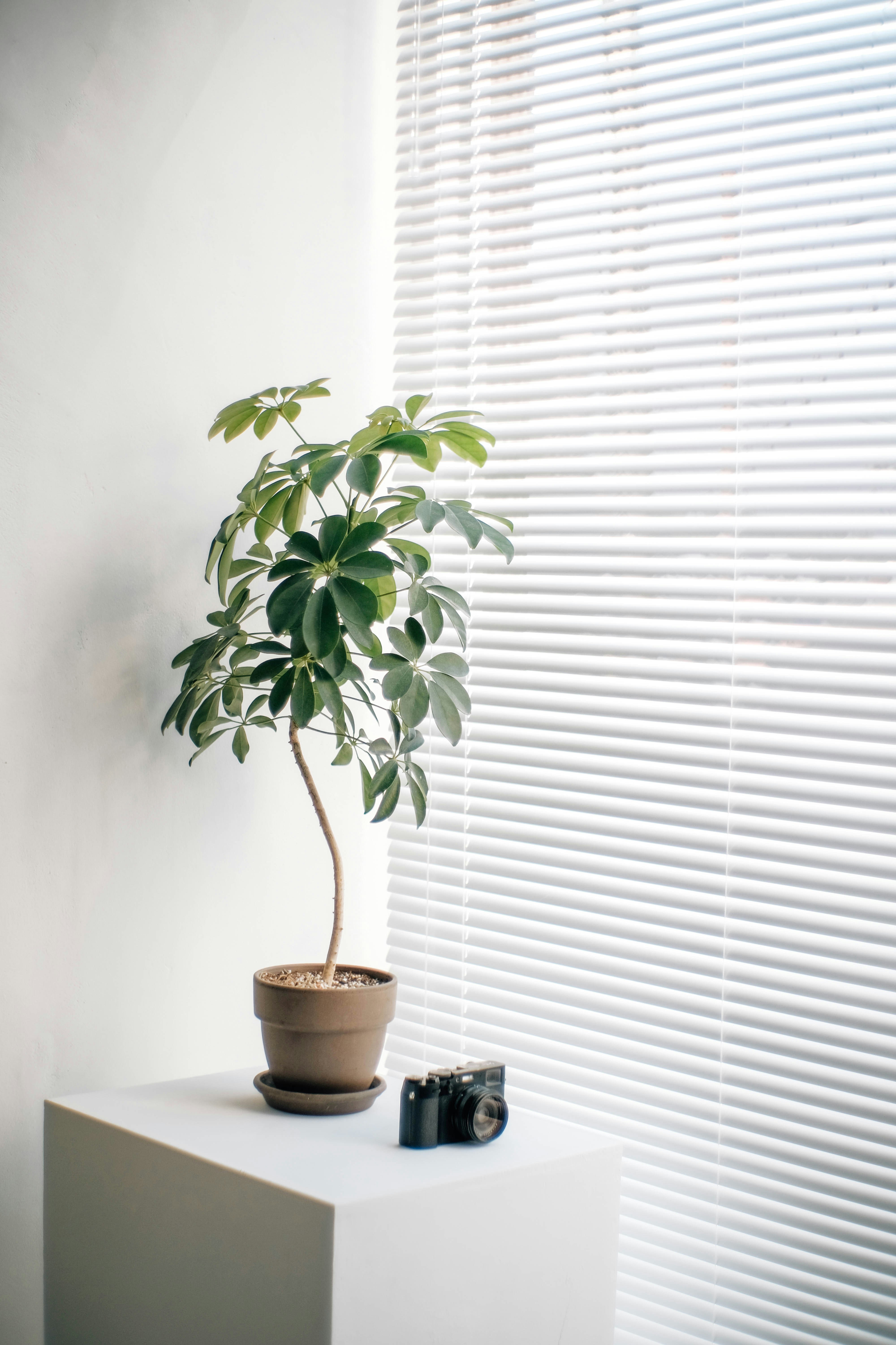 Potted plant and vintage camera by window blinds