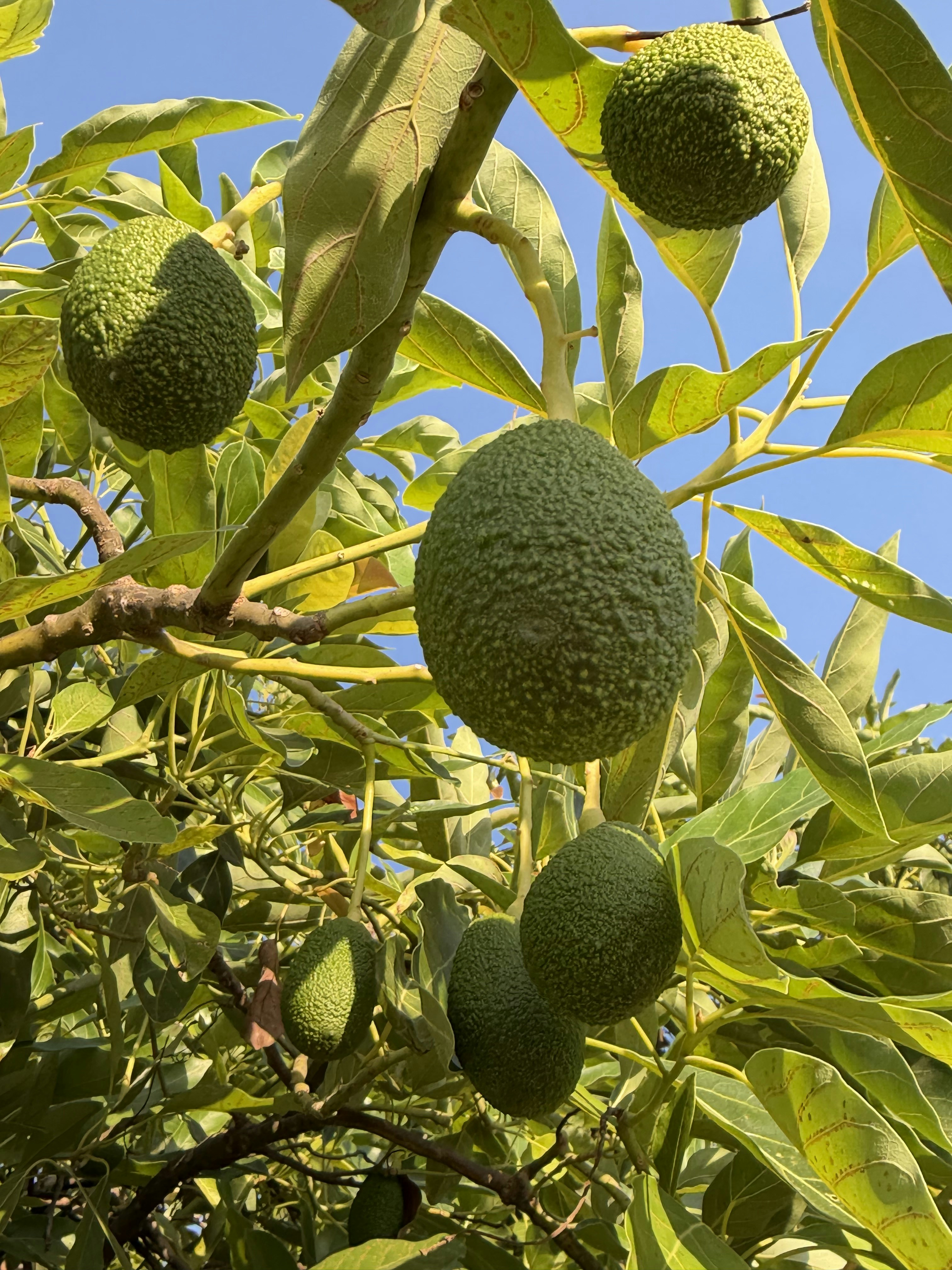Avocados growing on a tree under a clear blue sky.