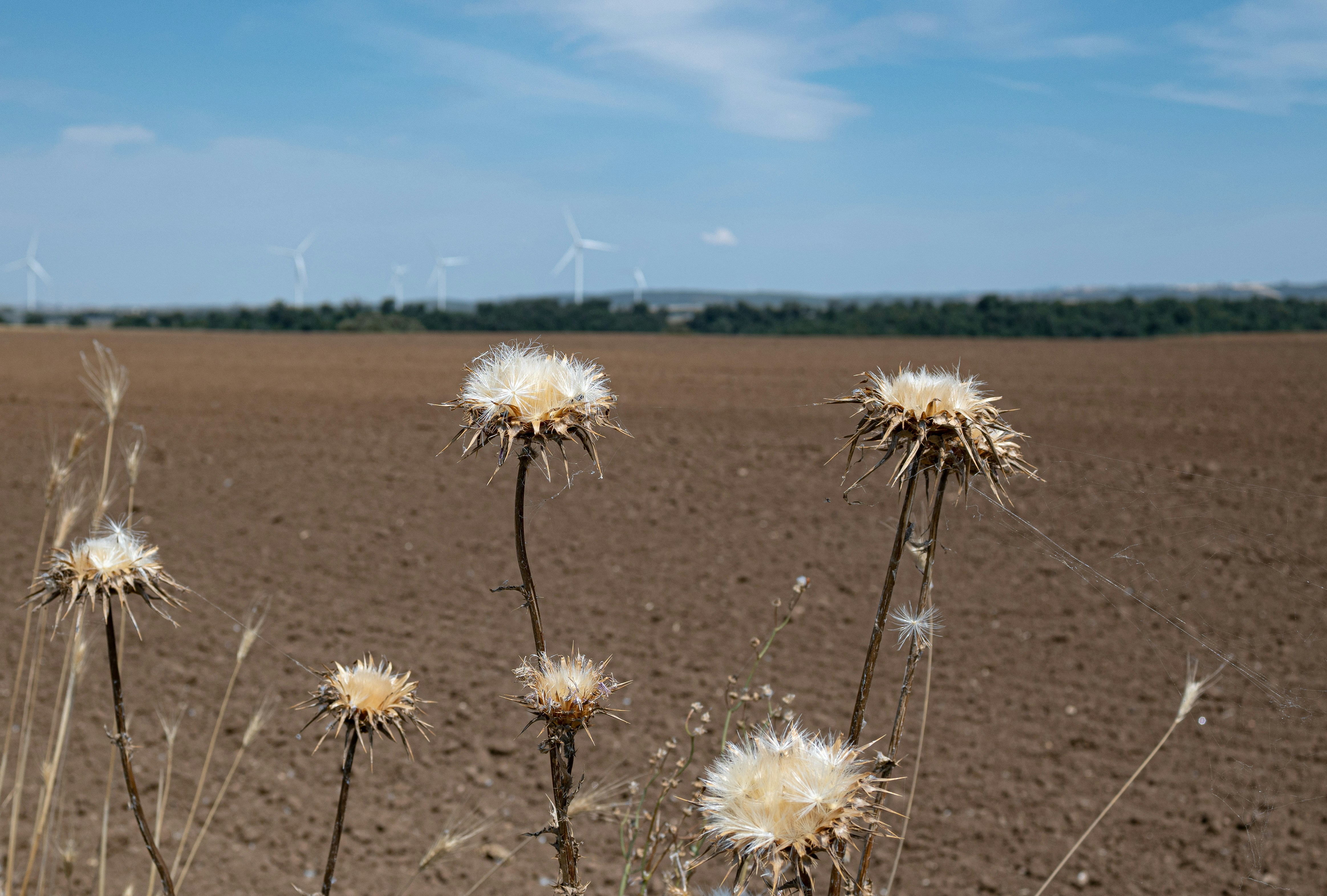 Dry thistles in a plowed field with wind turbines.