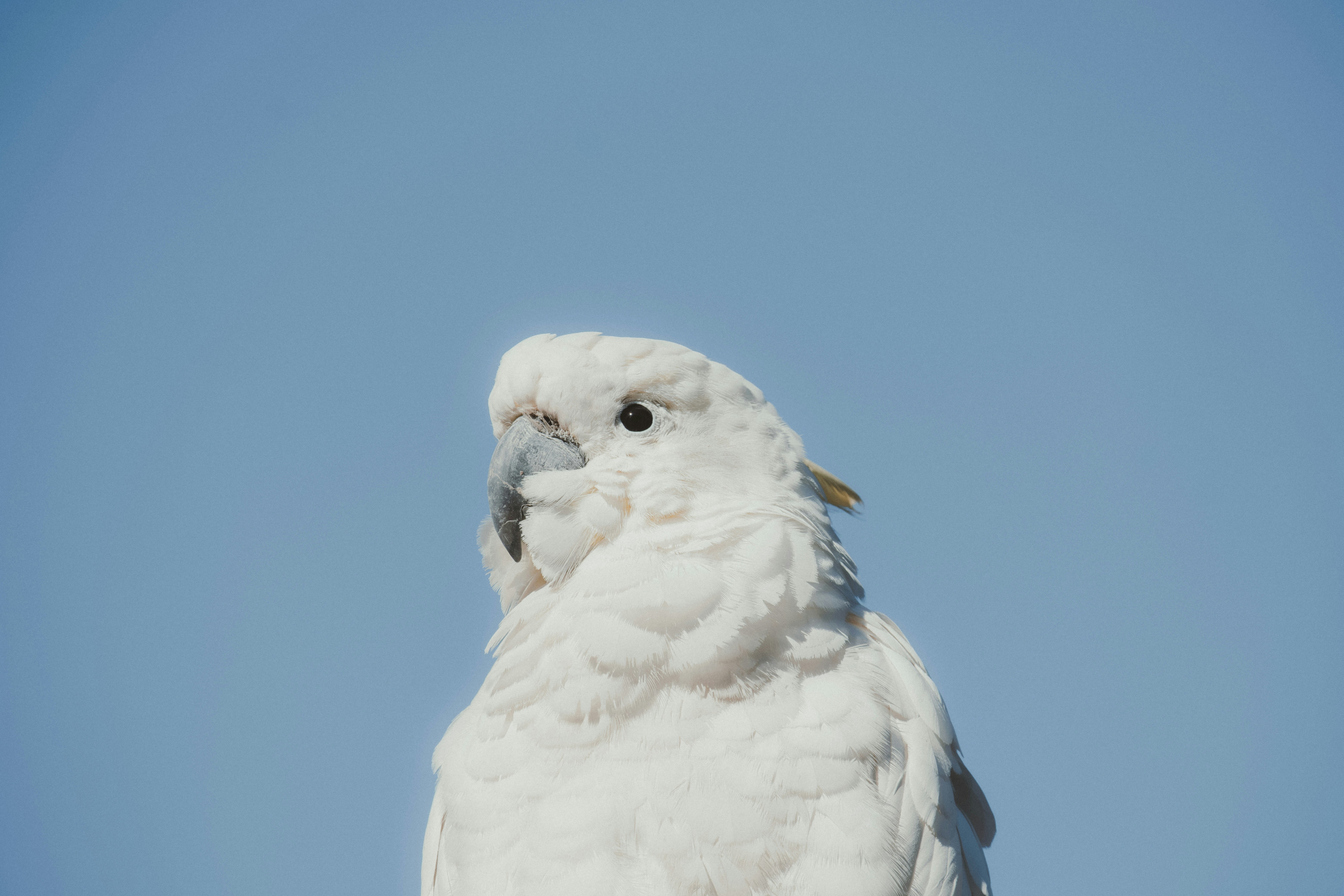 A white cockatoo looks left against a clear blue sky.