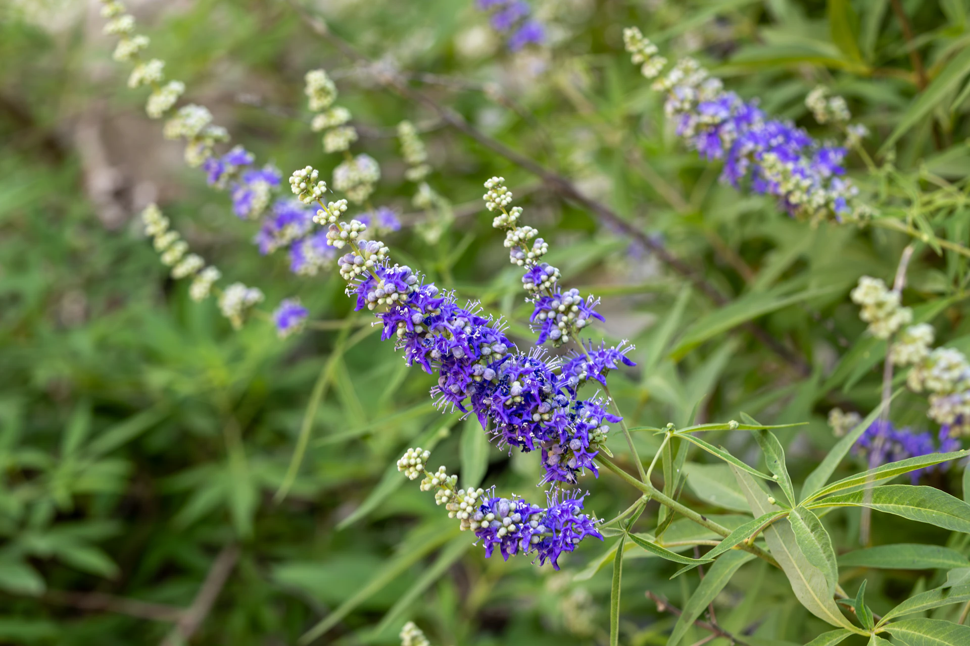 Vibrant purple flowers bloom on a green plant