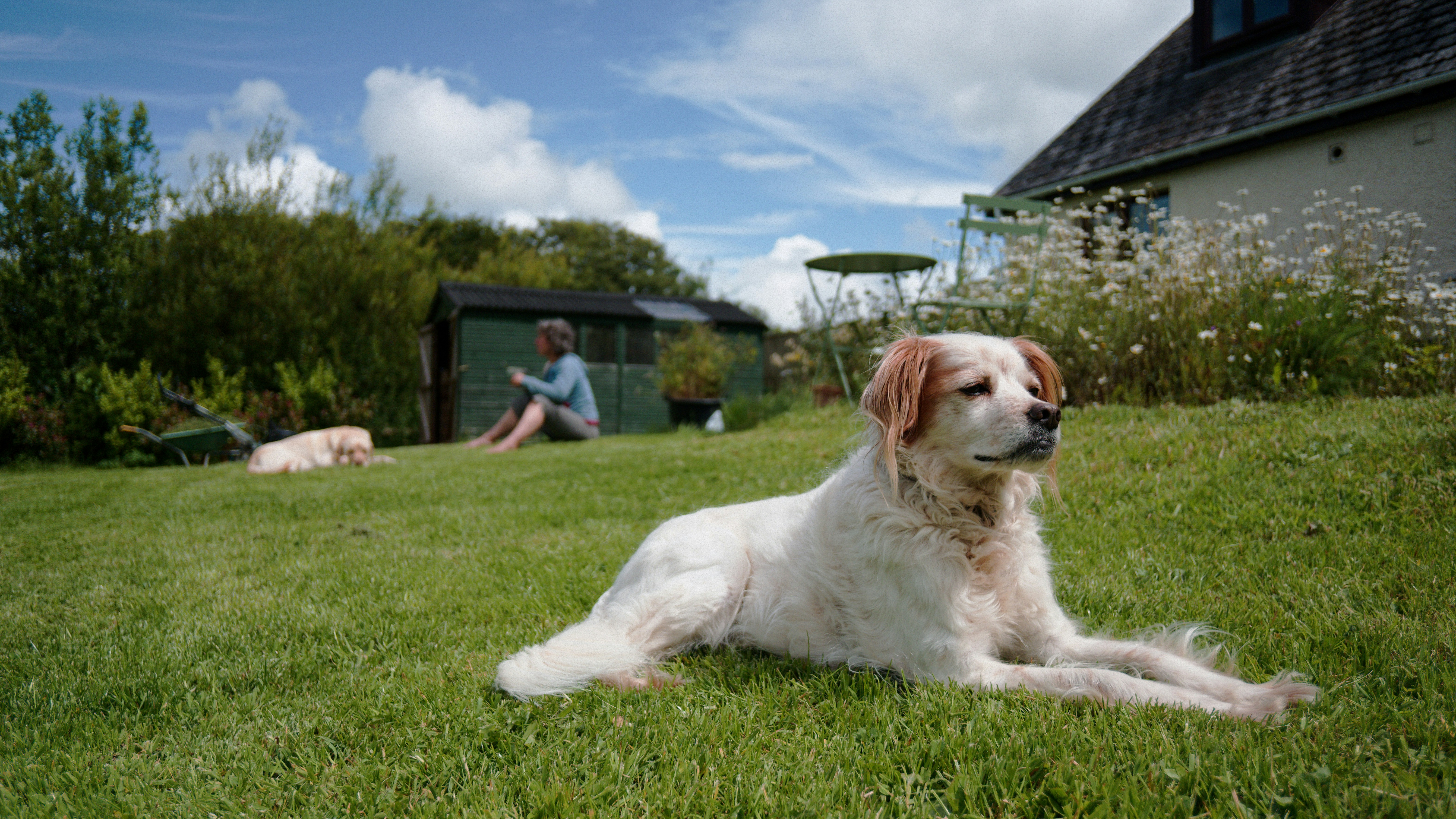Nature Meets Nurture: How Genetics and Environment Shape the Dog Your Puppy Becomes