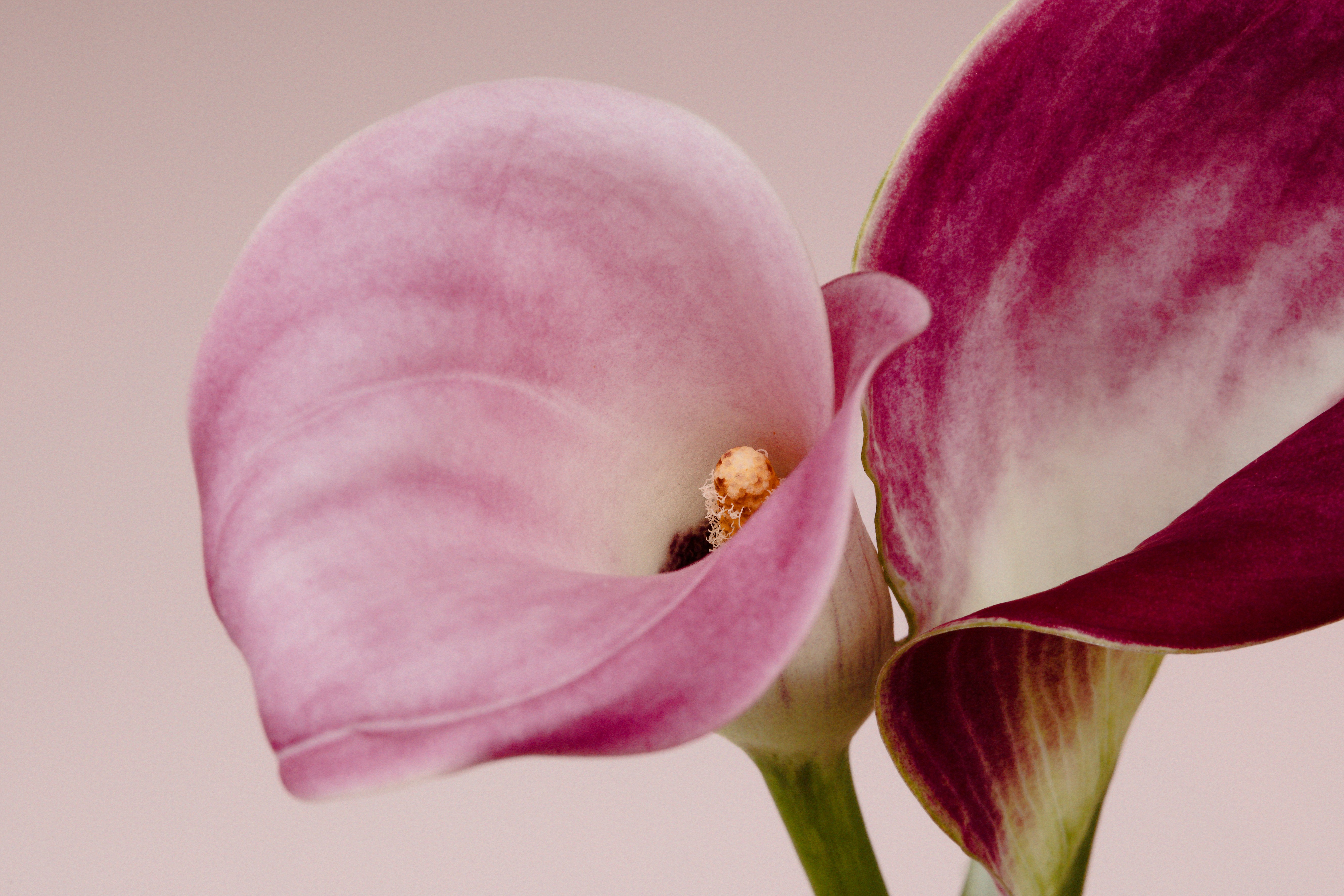 Two pink and purple calla lilies against a light background