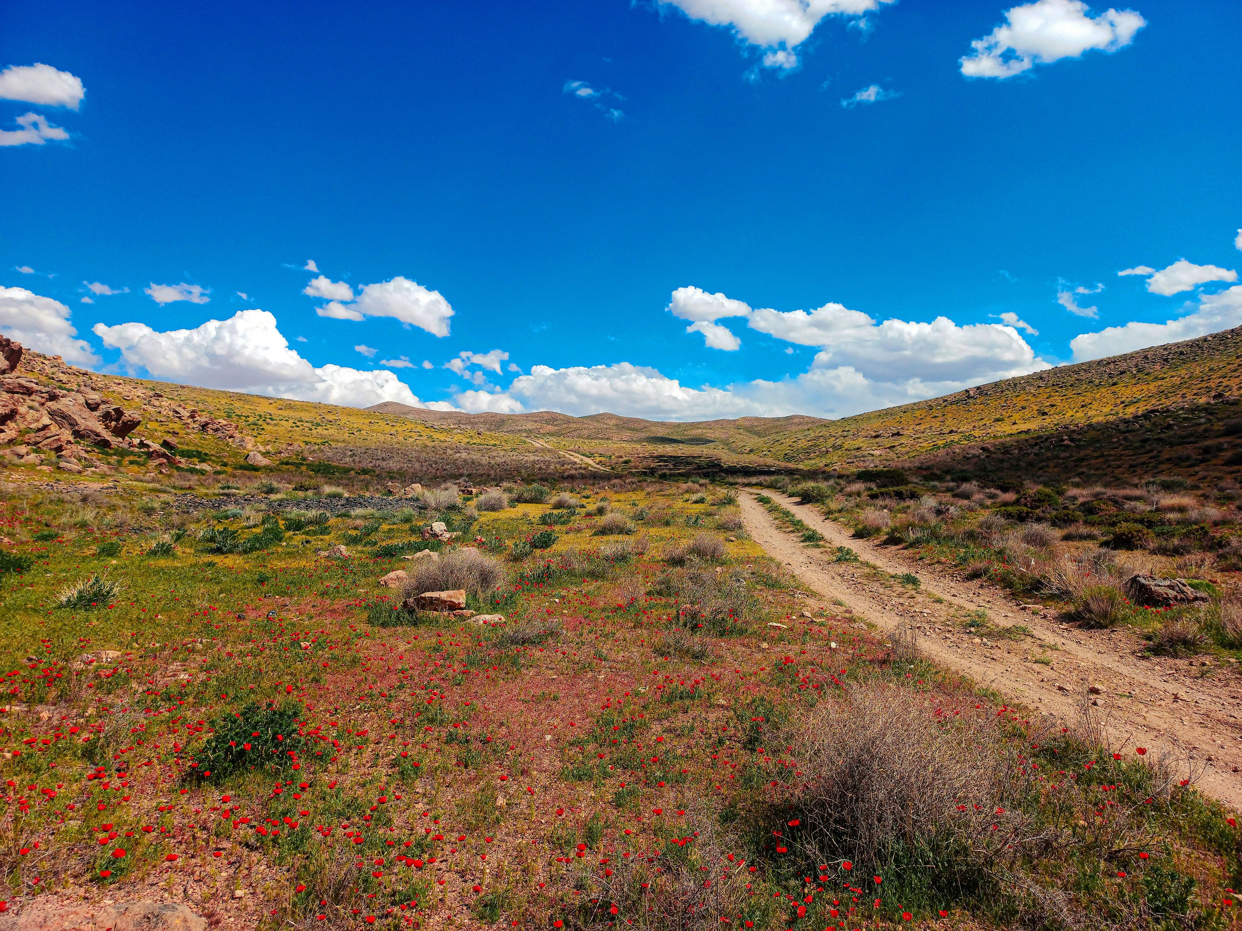 Un camino de tierra serpentea por un valle desértico bajo un cielo azul brillante